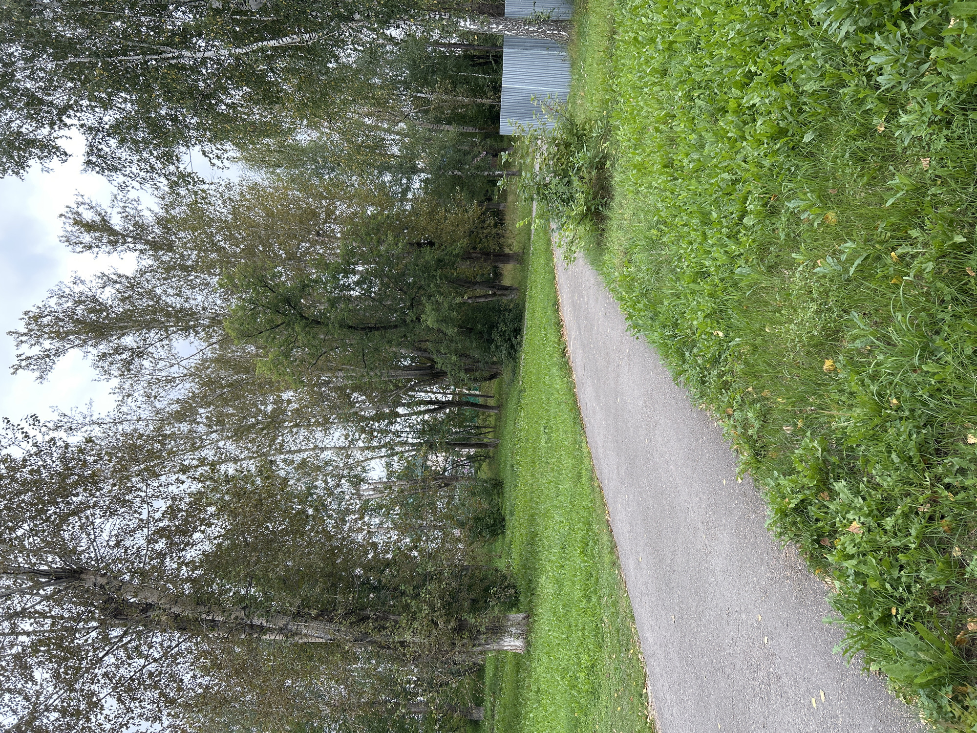 A paved pathway curves through a park in Tomsk, Russia, bordered by lush green grass and scattered autumn leaves. Tall trees with predominantly green foliage, some showing hints of yellow and brown, line the background, their branches reaching towards an overcast sky. A light gray, corrugated metal fence runs along the right edge of the park, partially obscured by a small, leafy shrub. The pathway is empty of people, suggesting a tranquil, uncrowded environment. The overall impression is one of a peaceful, natural setting within an urban landscape, likely a public park or garden.
