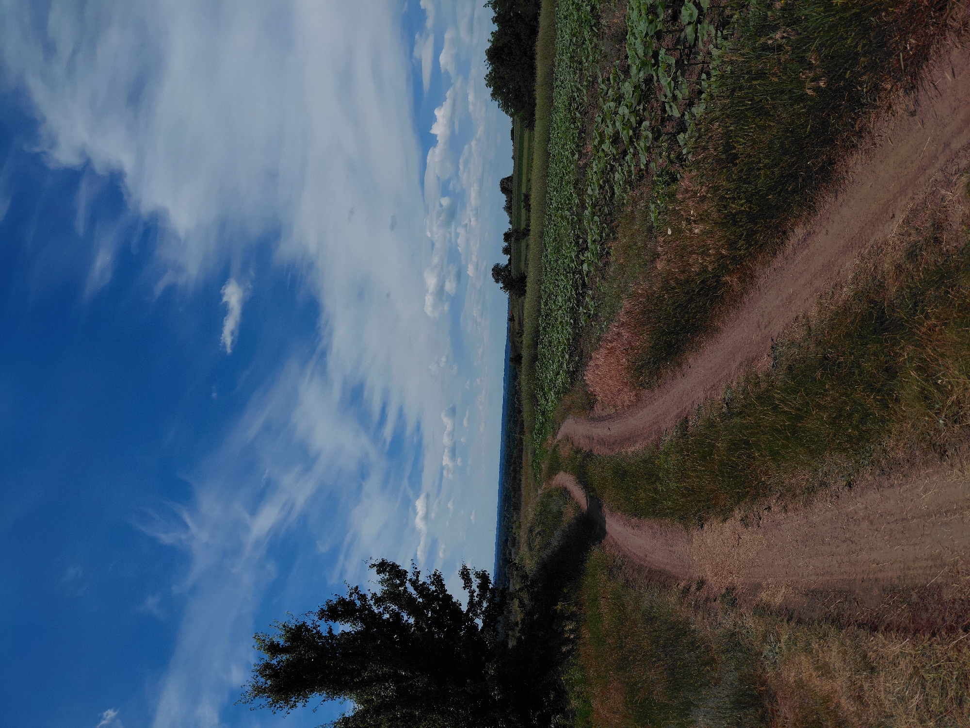 The image shows a dirt road winding through a rural landscape under a blue sky with wispy white clouds. On the left side of the road, a large, dark green tree stands tall, casting a shadow. Beyond the road and to the right, a field of green crops, possibly sunflowers, stretches into the distance. The horizon is marked by rolling hills and scattered trees. The scene appears to be a sunny day in the countryside, specifically in the village of Ustyvytsia, Ukraine. There are no people or animals visible in the image.