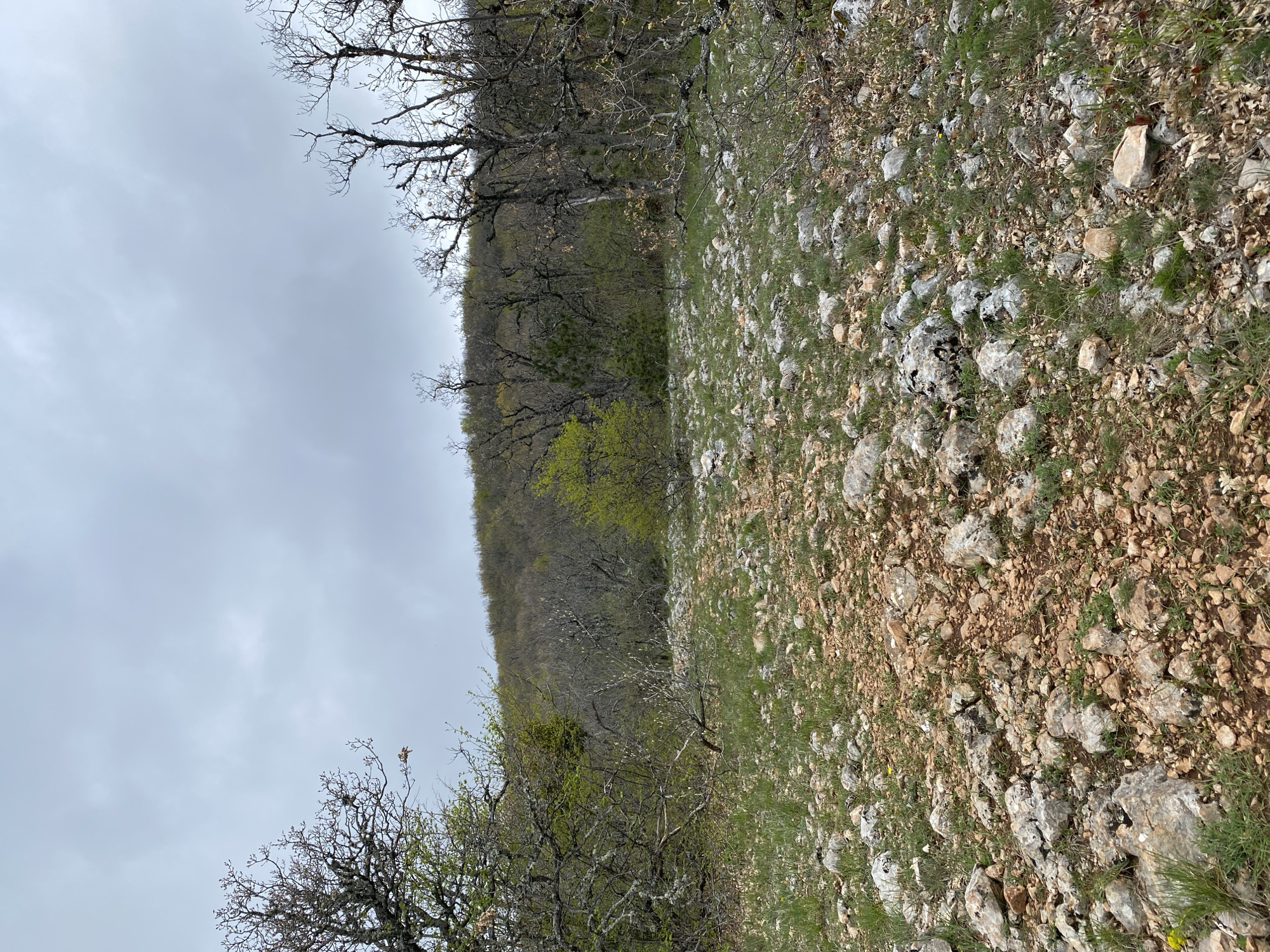 The image depicts a landscape with a rocky terrain covered in sparse vegetation and small stones. A forest of leafless trees is visible in the background, transitioning into some green foliage, suggesting the beginning of spring. The sky is overcast. The image was probably taken in Kiparisnoe, Ukraine.