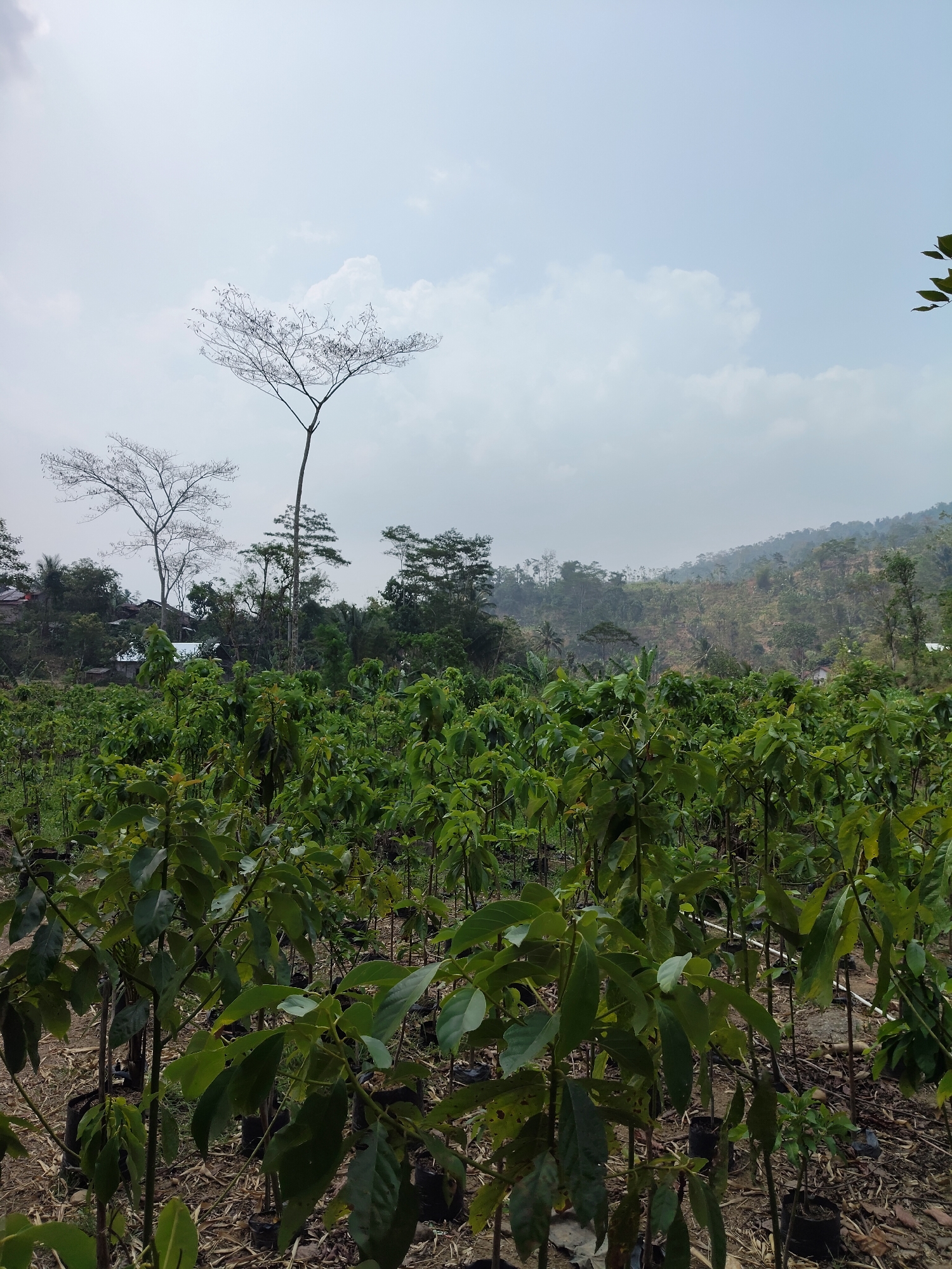 The image depicts a nursery of young plants, likely avocado saplings, in Bantasari, Indonesia. The foreground is filled with rows of these saplings, each planted in a small black pot and supported by stakes. The ground is covered with dry leaves and soil. In the mid-ground, a dense collection of mature green trees and foliage forms a lush backdrop. Further in the distance, rolling hills covered in vegetation and scattered houses are visible under a hazy sky with scattered clouds. Two tall, bare trees with intricate branch structures stand out against the sky, adding a stark contrast to the surrounding greenery. The overall scene suggests a rural agricultural setting.