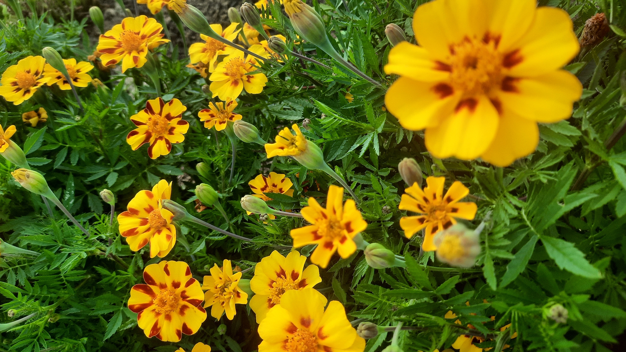 The image displays a close-up view of a cluster of yellow and orange marigolds in bloom, interspersed with green foliage and several unopened buds. The flowers exhibit a rich yellow color with striking red-brown markings on their petals, creating a vibrant and textured visual. The composition focuses on the floral elements, with some flowers in sharp focus while others are softly blurred, suggesting a shallow depth of field. The background consists of densely packed green leaves, typical of a garden setting. There are no people, animals, or man-made structures visible in the frame. The scene is likely located in a garden or park, possibly a residential area within the city of Shklov, Belarus, given the presence of common garden flowers.