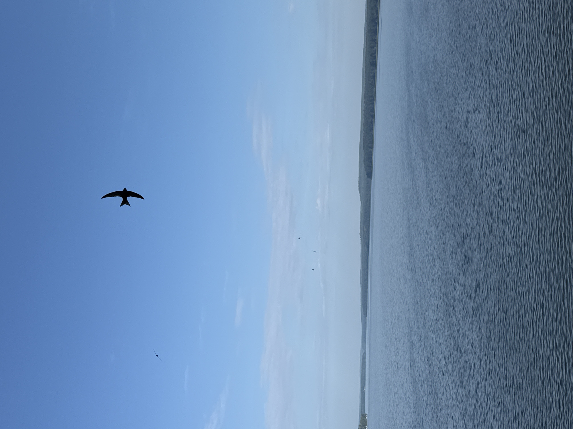 This image depicts a wide, calm body of water, likely a lake or river, under a clear blue sky with scattered, wispy clouds. The far shore is lined with a dense, dark green forest. Several small birds are visible in flight against the sky. The most prominent is a dark silhouetted bird with a distinctive forked tail, positioned in the upper right quadrant of the image, appearing to be in mid-flight. Other smaller, less distinct bird silhouettes are scattered further in the distance. The water's surface shows gentle ripples. The scene is likely Votkinsk Reservoir in Votkinsk, Russia, a popular natural area.