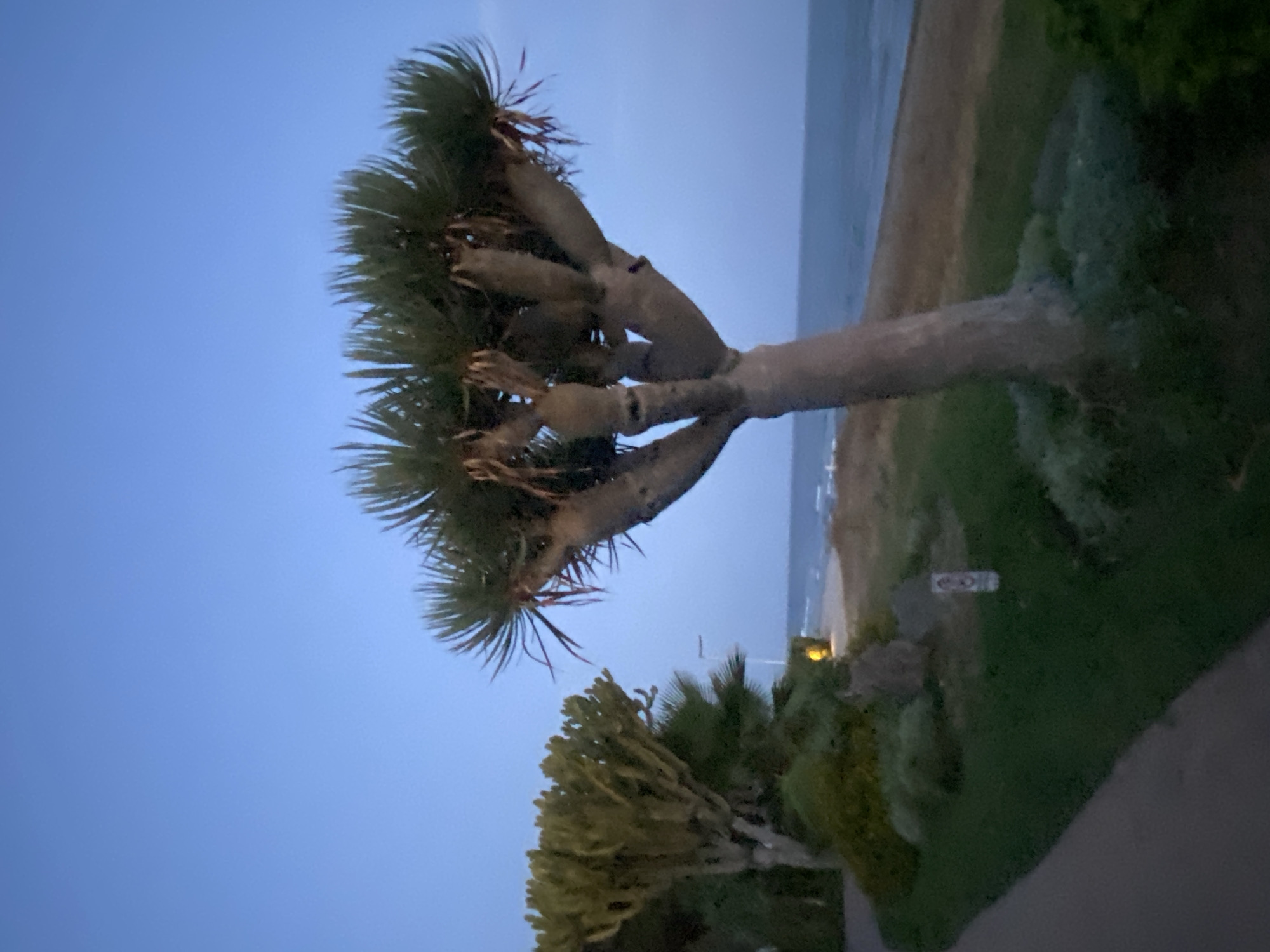 The image shows a dragon tree in the foreground with its characteristic thick trunk and spiky foliage, standing on a grassy area next to a paved path. In the background, the sea and a sandy beach are visible under a clear blue sky. To the left, another tree with a different, more shrub-like form can be seen, along with some palm trees and other green vegetation. The scene is dimly lit, suggesting it was taken at dusk or dawn. A small sign is visible on the grass to the right of the path. The location appears to be a coastal area, possibly a park or promenade, consistent with areas found in Estepona, Spain, known for its Mediterranean climate and scenic coastline. There are no people visible in the image.