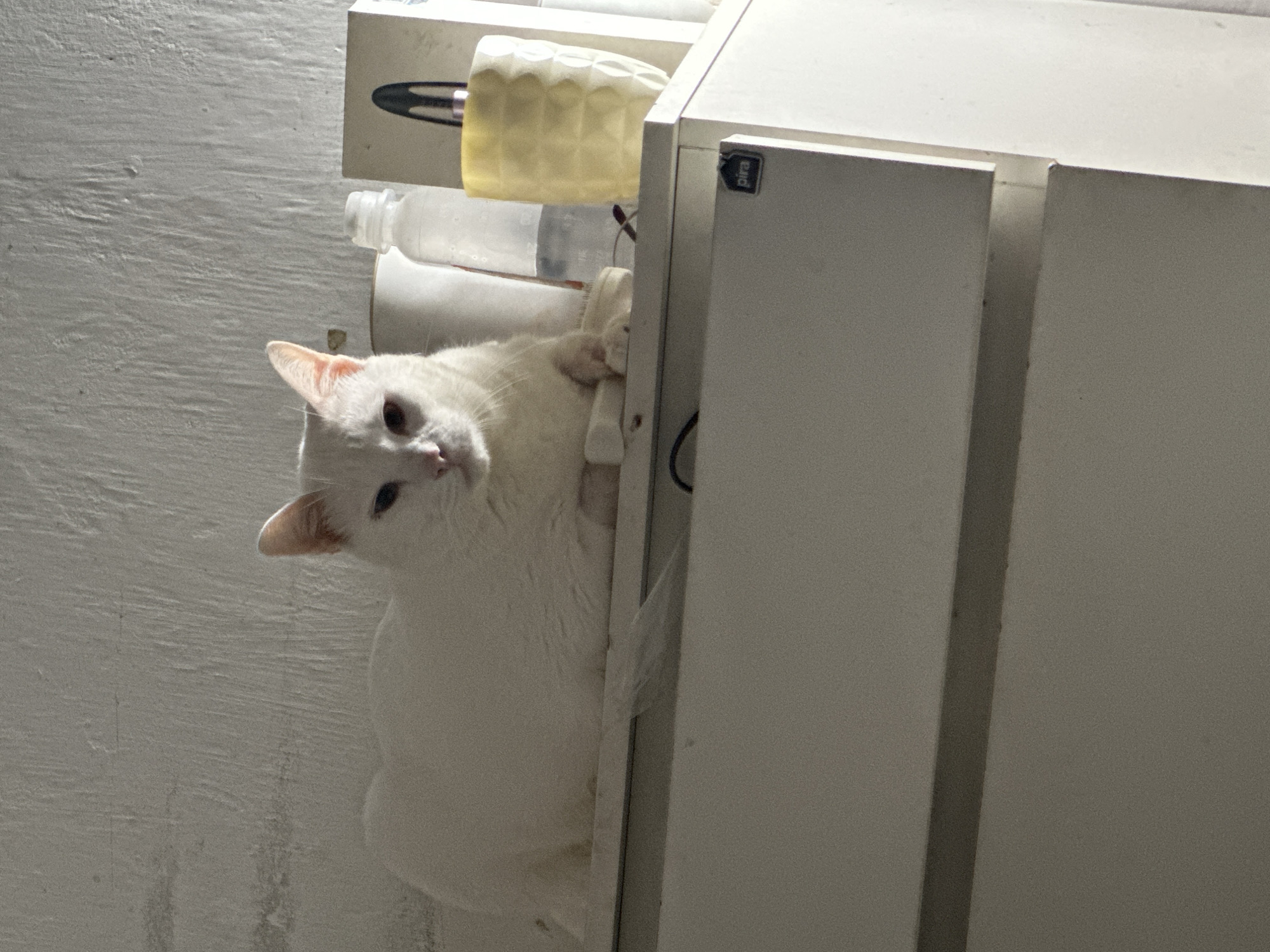 A white cat is the central subject of the image, appearing to climb or cling to the side of a white cabinet or shelf unit. Its body is oriented vertically, pressed against the cabinet, with its front paws out of view, grasping something behind the unit. The cat's head is turned, looking directly at the viewer with light-colored eyes and a neutral, slightly curious expression.
Above the cat, on top of or behind the cabinet, are several objects: two translucent plastic bottles, a yellow textured, cylindrical object (possibly a rolled-up mat or decorative item), and a black clip. The cabinet itself is white and appears to be made of a sturdy, possibly laminated material. On the upper right side of the cabinet, a small black label with white text is visible, bearing the word "pira".
The background wall to the left of the cat is light-colored, likely white or light gray, and exhibits a somewhat textured or rough surface. The lighting in the scene is soft and diffused, indicating an indoor setting. No specific location cues beyond the indoor furniture are visible.
