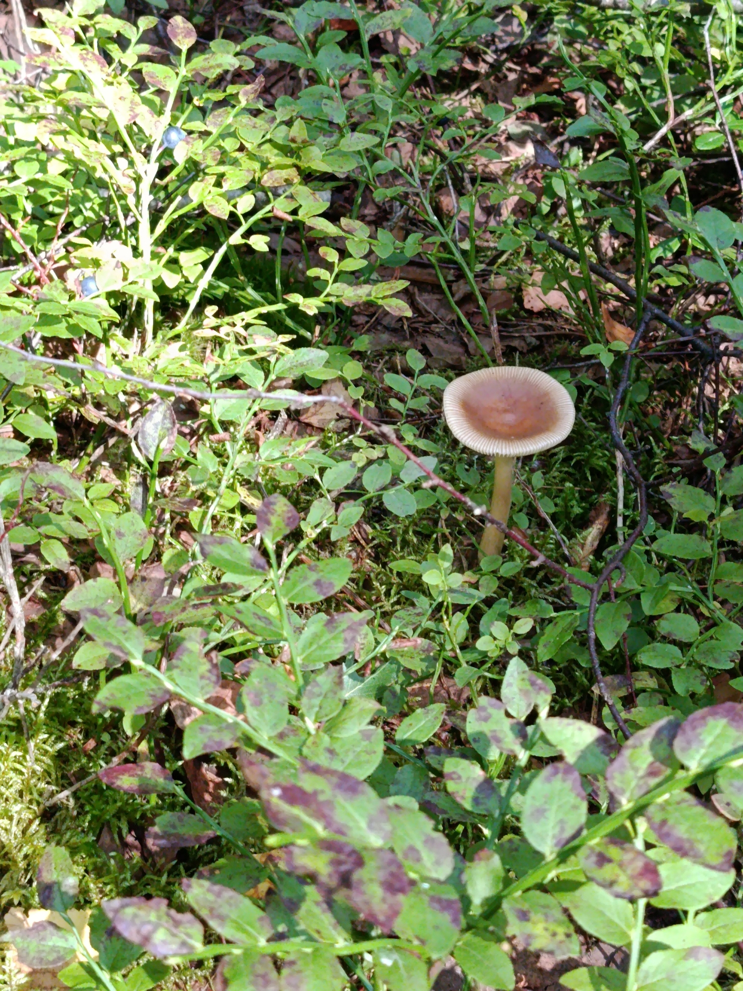 A single mushroom with a brown cap and a pale stem stands upright in a patch of moss and low-lying green foliage, some of which has reddish-purple markings. The surrounding vegetation appears to be blueberry bushes, with a few dark blue berries visible on some of the plants. The scene is illuminated by sunlight, casting shadows and highlighting the textures of the forest floor. The location is Vasiutino, Russia.