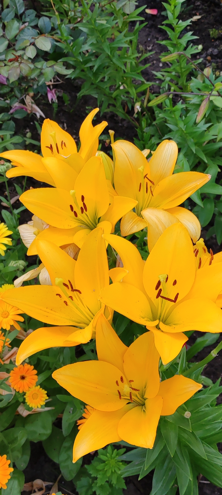 This is a close-up, top-down outdoor shot of a cluster of vibrant yellow lilies in bloom. The flowers are the primary focus, with their large, trumpet-shaped petals and prominent stamens. Some of the lilies are fully open, revealing their centers, while others are partially closed. The petals appear smooth and slightly waxy. The stamens are dark reddish-brown and tipped with yellow pollen.
Behind the lilies, a dense background of lush green foliage provides a contrasting texture and color. The leaves are varied in shape and size, suggesting a mix of plants, and the soil is visible in patches between the greenery. There are also a few smaller, orange flowers peeking through in the lower left corner, adding another pop of color to the scene. The lighting suggests it is daytime, with natural light illuminating the flowers and foliage. There are no people or animals visible in the image. The location is unknown and cannot be determined from the image.