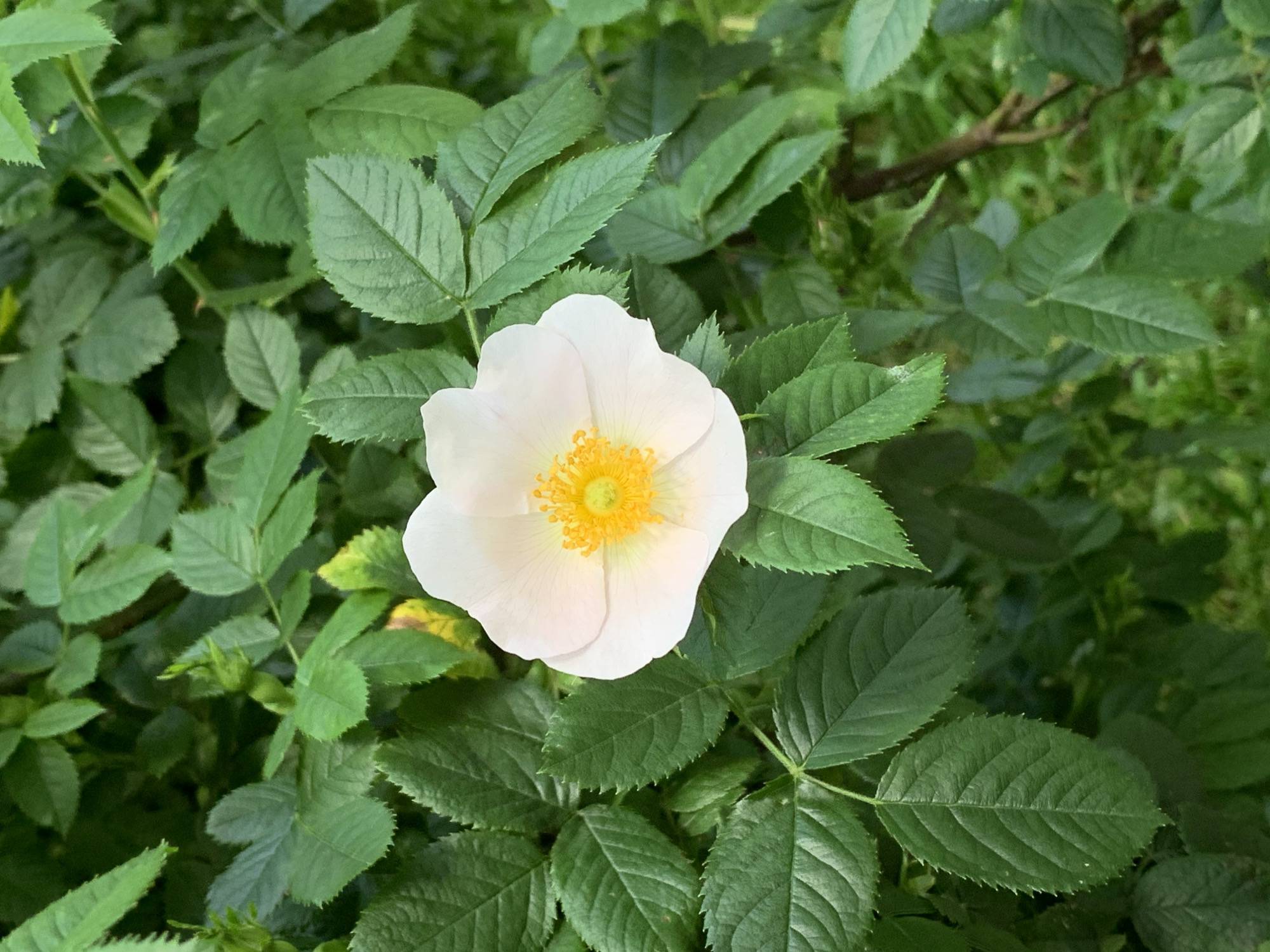 A single white rose with a bright yellow center is in full bloom, surrounded by lush green foliage. The petals are delicate and slightly ruffled, with a soft sheen. The yellow stamens are tightly packed in the center, creating a vibrant contrast to the white petals. The rose is positioned slightly off-center, to the right of the frame. The background consists of a dense arrangement of dark green leaves, some of which are blurred, creating a shallow depth of field that draws attention to the flower. A hint of a brown branch is visible in the upper right corner. The lighting appears to be natural daylight, casting soft shadows and highlighting the textures of the petals and leaves. The image is a close-up, detailed view of the rose and its immediate surroundings.