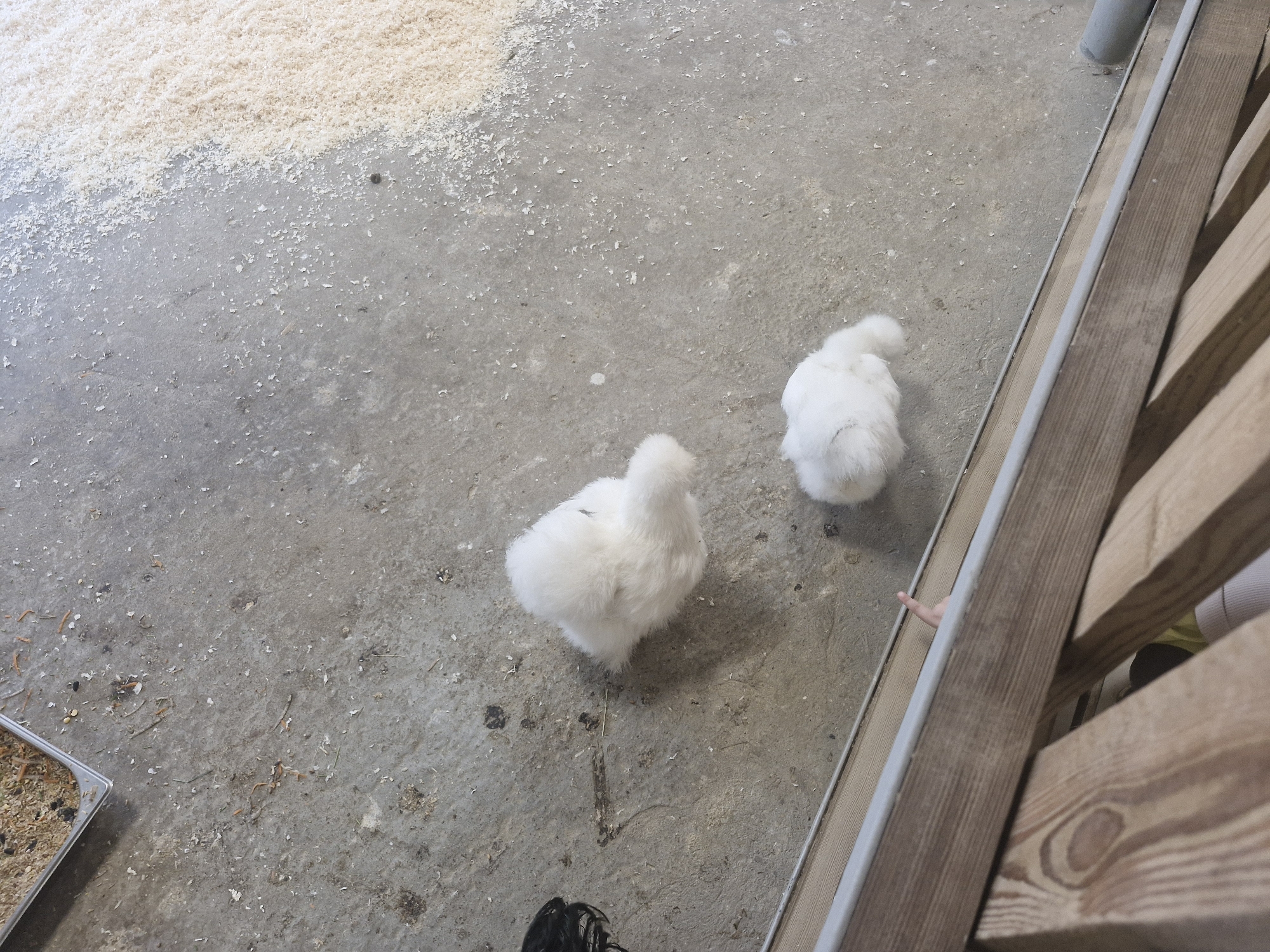 This image, taken from a high-angle perspective, depicts two white chickens inside an enclosure. To the top left, there's a scattered pile of what appears to be wood shavings or similar material. The chickens are located on a gray concrete surface. A metal tray filled with material, possibly food, is visible in the bottom left corner. A wooden structure with gray trim runs along the right side of the frame. A hand is visible through the wooden structure.