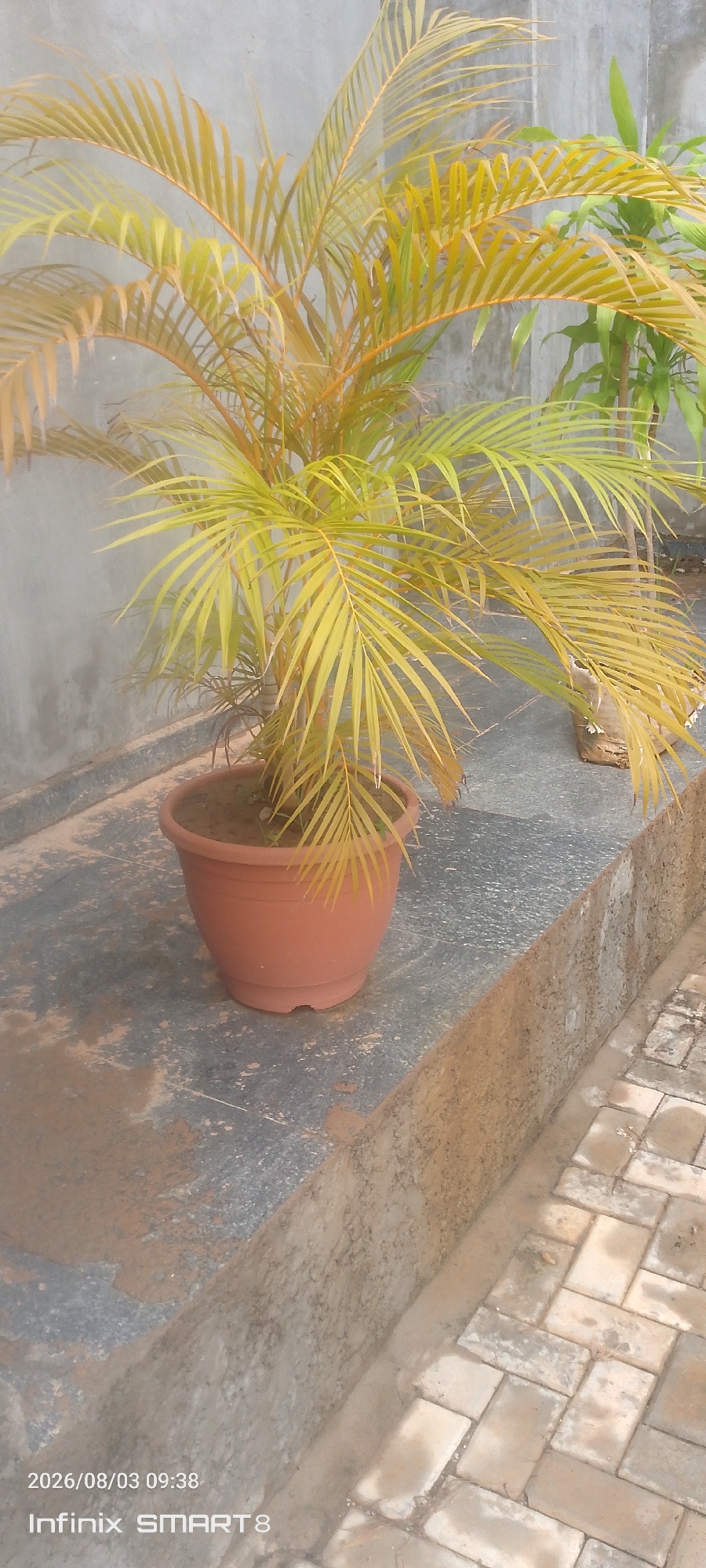 A close-up, eye-level shot captures a potted palm plant with yellowing fronds, placed on a textured concrete ledge. The plant is in a reddish-brown plastic pot. Behind the palm, a pale gray wall serves as the backdrop. To the right of the palm, another potted plant with green foliage is partially visible. The ledge itself appears worn and stained, with patches of darker discoloration. In the foreground, the edge of the ledge transitions to a paved area with rectangular, light-colored bricks, some of which appear wet. The lighting is even, suggesting an overcast day or shaded conditions. Text at the bottom of the image indicates the date "2026/08/03 09:38" and the device "Infinix SMART 8". There are no people or animals present in the image. The overall scene suggests an outdoor setting, likely a patio or walkway area in Kakau, Nigeria.