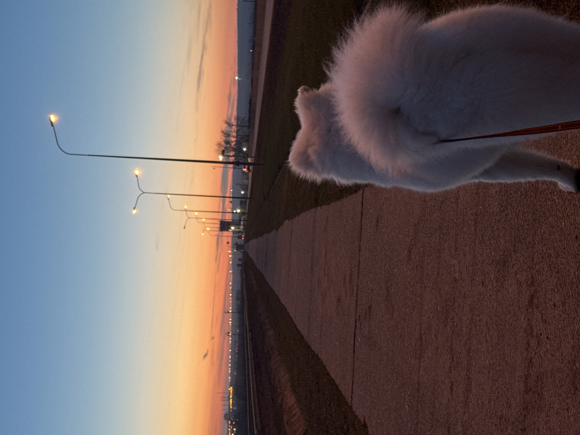 The image, taken during dusk or sunset, shows a fluffy white dog from behind, positioned on a paved path in the foreground. The dog appears to be on a leash, visible as a brown strap extending from its back towards the right side of the frame, suggesting it is being walked.
The path, dark brown and textured, runs diagonally from the bottom right towards the center and recedes into the distance. To the left of the path is a strip of green grass, beyond which lies another, possibly unpaved, strip of ground.
The sky, dominating the background, displays a beautiful gradient, transitioning from a clear blue at the top left to warm orange and pink tones closer to the horizon on the right. A series of illuminated streetlights with bright yellow glow punctuate the distant horizon, creating a line of small, distinct points of light. Some closer streetlights reveal their tall, dark poles and arched luminaires against the colorful sky. Faint, dark silhouettes of trees and distant landscape features are visible along the horizon line. No text is visible in the image. The scene conveys a peaceful evening setting.