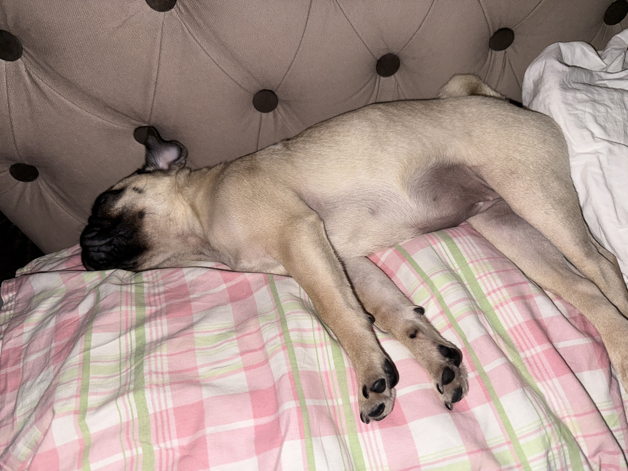 A pug dog is sleeping on a bed with pink and green plaid sheets. The dog is lying on its side, with its head tucked under the sheets. Its front paws are resting on the sheets, and its hind legs are extended. The bed is next to a tufted headboard. The scene is lit by artificial light, and the overall impression is one of comfort and relaxation.