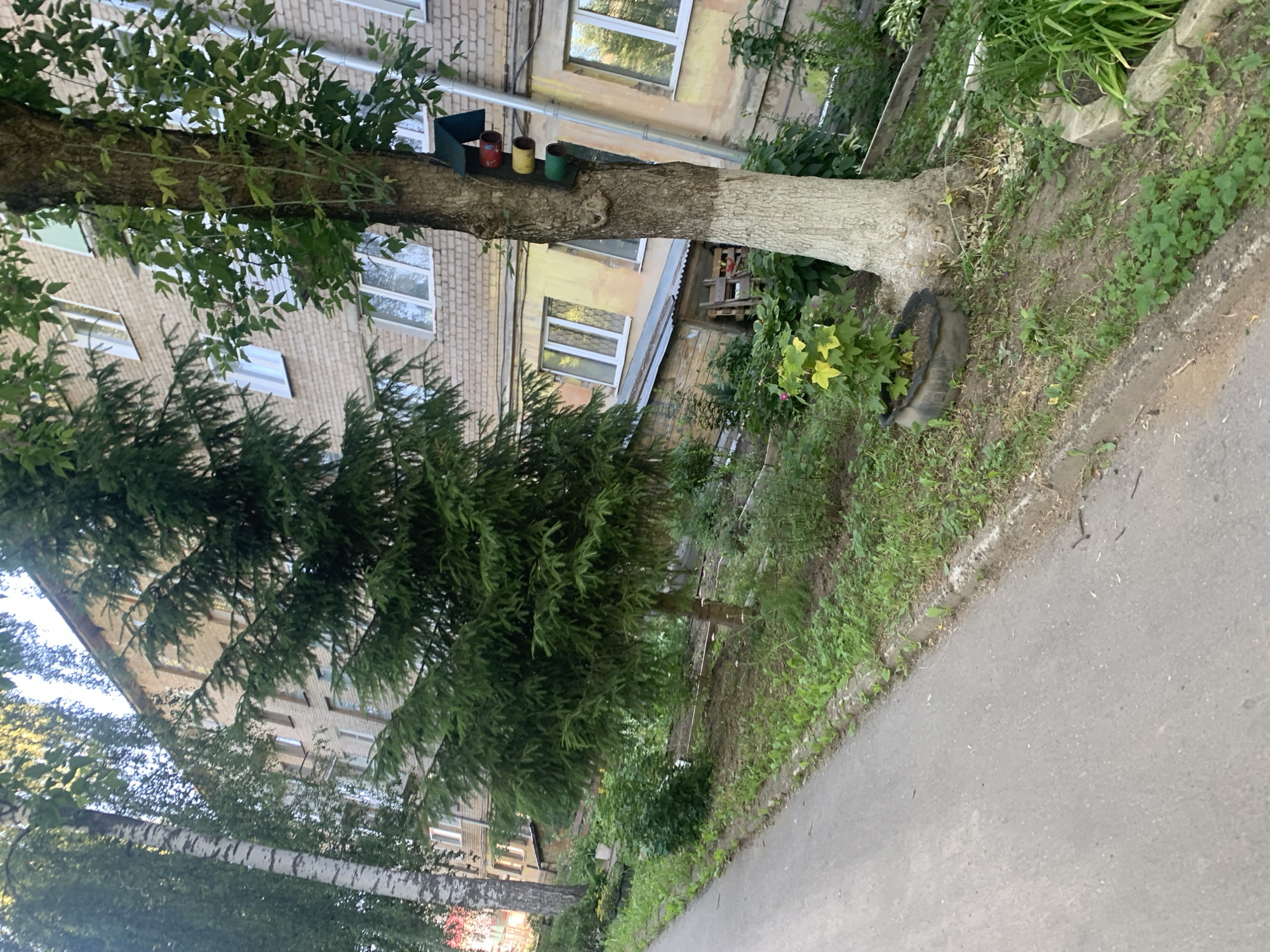The image depicts a residential building in Ivanovo, Russia, characterized by a light-colored brick facade and windows with white frames. In the foreground, a paved pathway runs alongside a grassy embankment. A large tree with a white-painted trunk stands near the pathway, adorned with a birdhouse constructed from repurposed traffic light signals (red, yellow, and green). Several other trees and bushes are visible, including a tall evergreen. The scene appears to be a typical urban residential area.