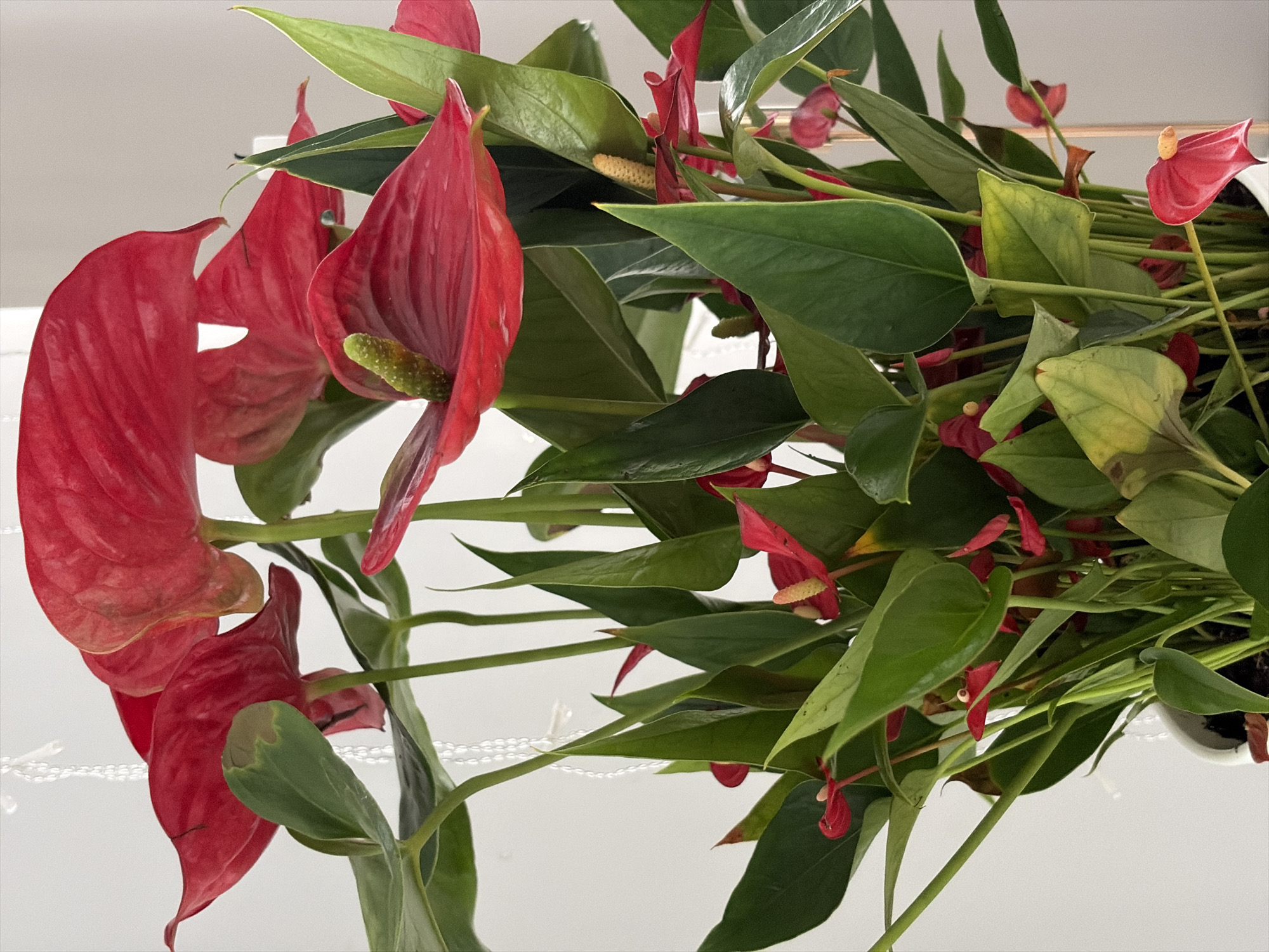 A close-up, eye-level, medium shot captures a densely planted pot of red anthurium flowers against a plain, off-white background. The anthuriums are a vibrant red, with some showing slightly lighter or darker tones, and their spathes are heart-shaped and glossy. The spadices, the finger-like projections, are a pale green to yellowish color. Dark green, waxy leaves fill the lower and middle portions of the frame, with some leaves showing yellowing or brown spots, indicating potential aging or stress. The arrangement is lush and abundant, with many blooms and leaves overlapping. A white string or chain, possibly part of a hanging mechanism, is visible in the upper left quadrant, hanging vertically. The overall impression is of a healthy, indoor houseplant. There is no indication of the location being Moscow, Russia, or any urban environment.