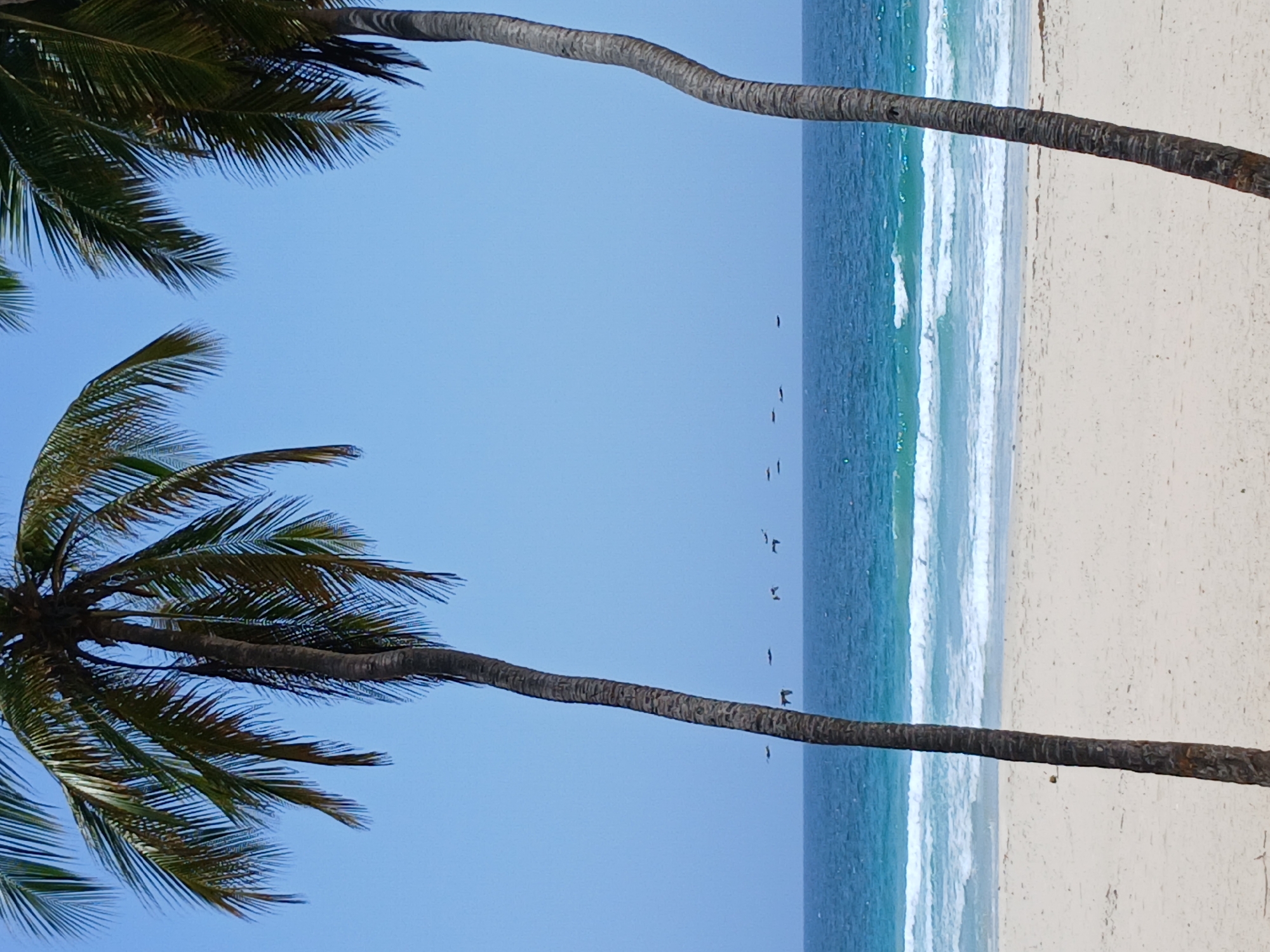 The image depicts a beach scene, likely at Playa El Agua, Venezuela. Two palm trees frame the image, one in the upper left and one in the lower right. The sky is clear blue, and the ocean is a gradient of blues and greens with whitecaps from the waves. The sand is light-colored. Several birds are visible flying over the ocean.