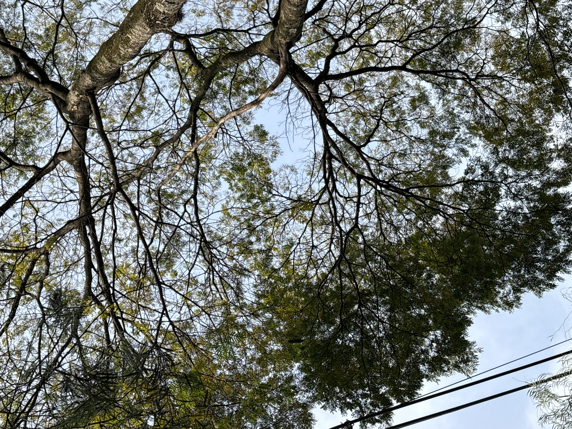 This is a low-angle, upward-facing shot of a large tree with a complex network of branches, some with green leaves, silhouetted against a bright, pale blue sky. The tree occupies most of the frame, its branches spreading outwards and upwards. Two dark, parallel power lines run diagonally from the bottom left corner upwards, partially obscured by the foliage. The scene appears to be in an urban setting, likely in São Paulo, Brazil, suggested by the presence of power lines and the type of deciduous tree commonly found in urban parks and streets. No people or animals are visible.