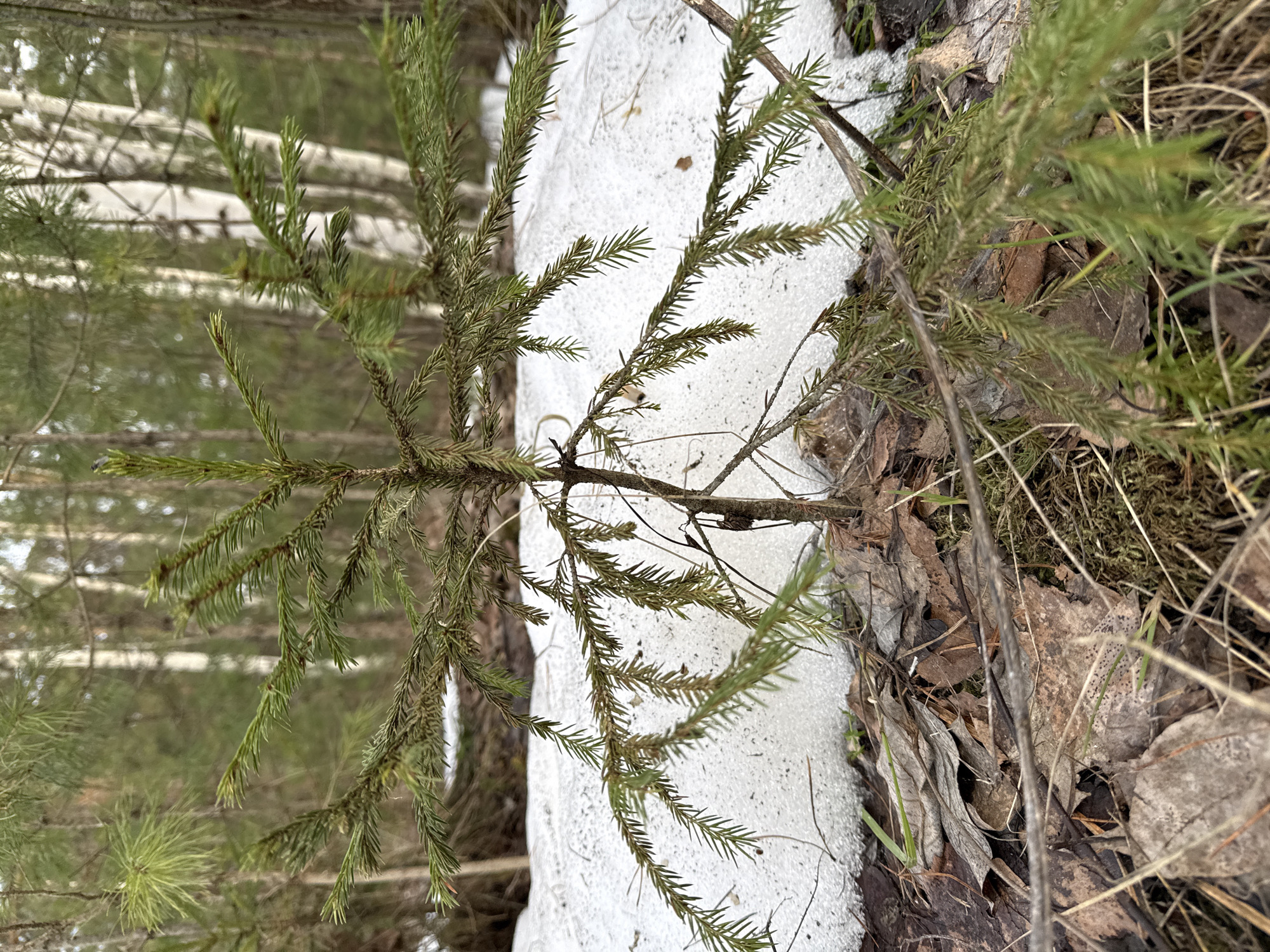 The image shows a close-up view of a small evergreen tree standing near a patch of melting snow. The tree has green needles and a central trunk. The ground around the tree is covered with brown leaves and scattered bits of debris. In the background, there are blurred birch trees, also covered in snow. The location is Unknown, Unknown.
