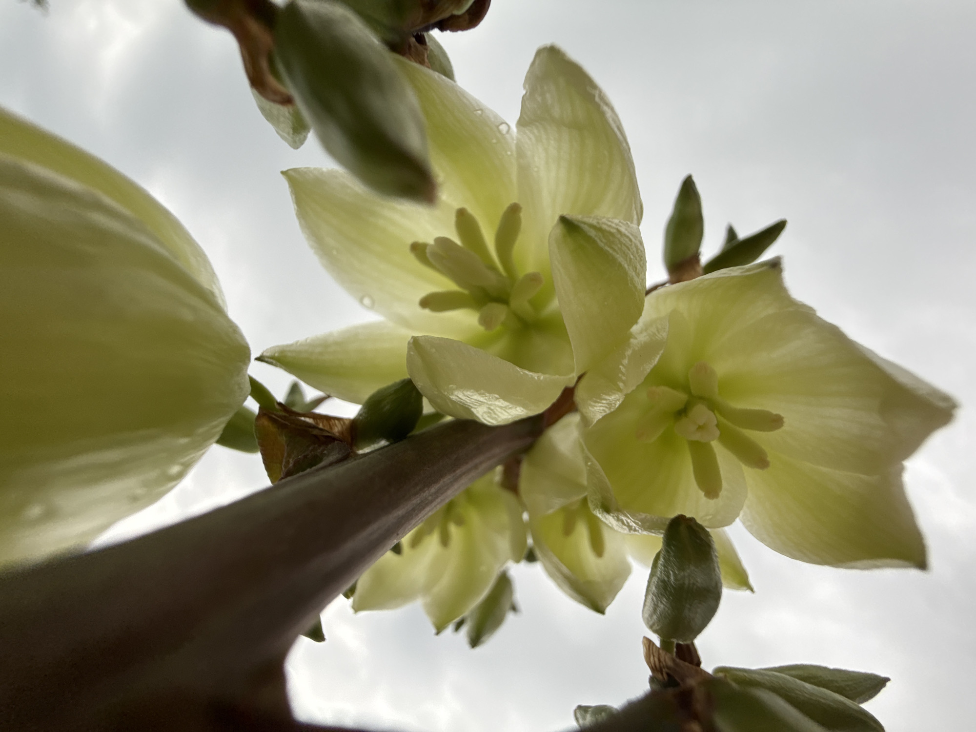 This is a low-angle, close-up, upward-facing shot of a cluster of pale yellow yucca flowers against a cloudy sky. Several bell-shaped flowers are in bloom, with their delicate petals unfurling to reveal their stamens. Small, green buds are visible on the stems, some showing signs of wilting. Water droplets are present on the petals. A dark, thick stem runs diagonally through the frame, partially obscuring the flowers. The background is an overcast sky, devoid of any discernible landmarks in Павловка, Russia. The lighting is diffused and natural, suggesting an outdoor setting during the day.