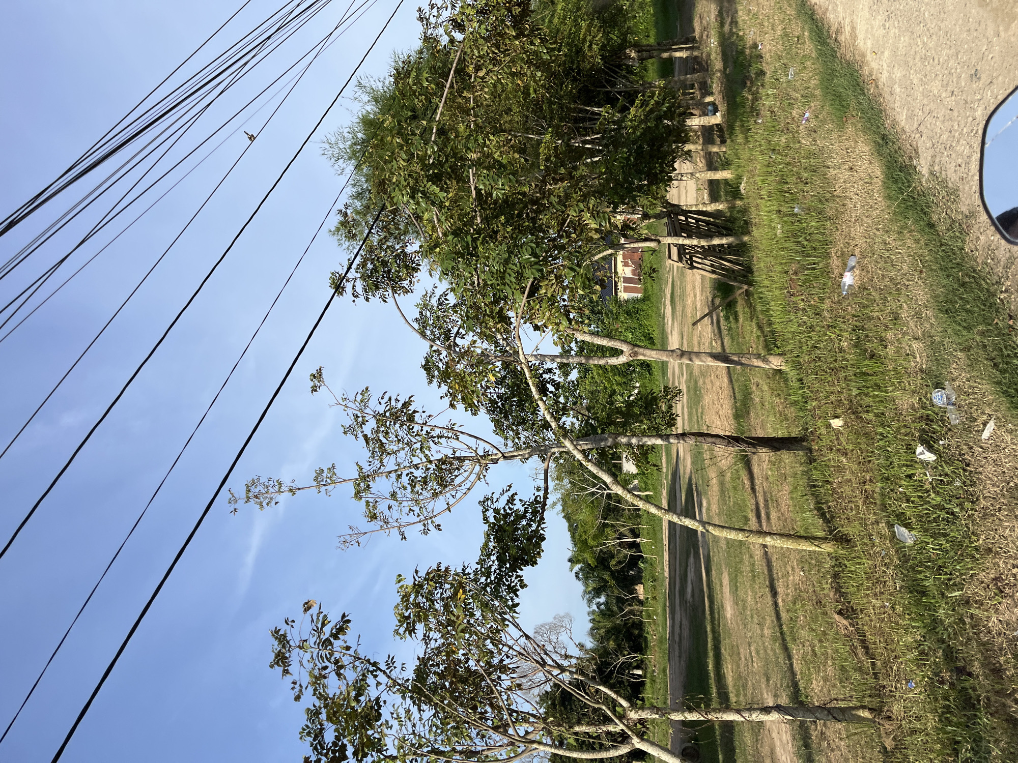 The image captures a roadside scene in Landuh, Indonesia, under a clear blue sky. A row of young trees with slender trunks and leafy branches lines a dirt path. The trees are spaced out and some are leaning. In the background, there is a clearing with more trees and vegetation, and a small, red-roofed building with white walls. Electrical wires stretch across the top of the frame, supported by unseen poles. The ground along the path is covered in dry grass and littered with plastic waste, including bottles and wrappers. The perspective suggests the photo was taken from a moving vehicle, possibly a motorcycle, as a portion of a side mirror is visible in the lower right corner.