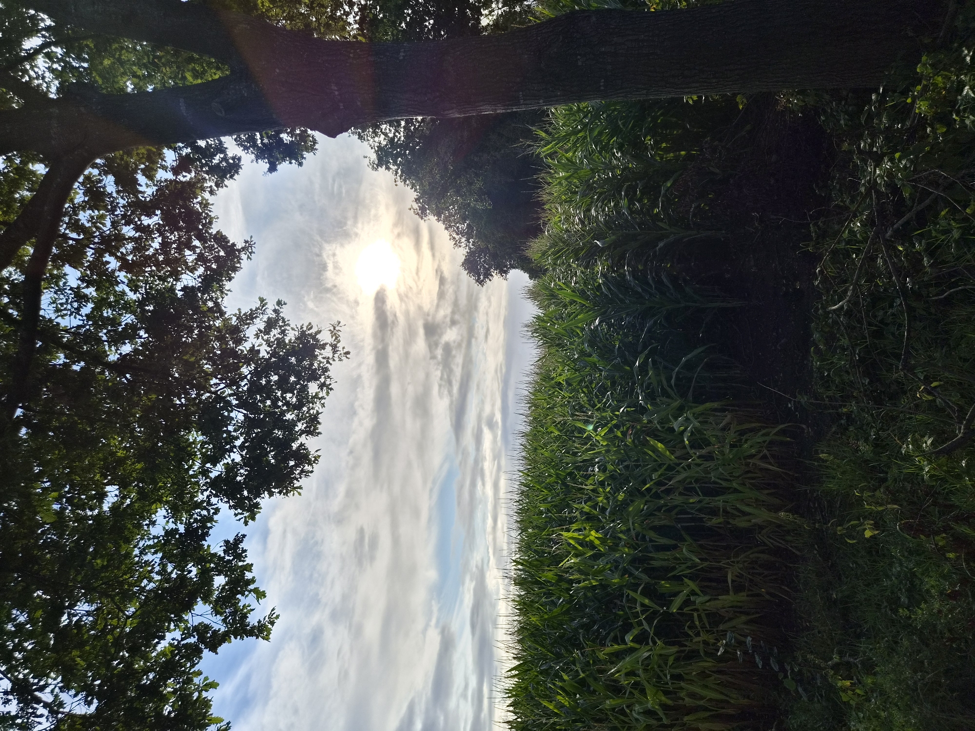 An outdoor, eye-level, medium shot captures a sunlit scene in Schiffdorf, Germany. The image is dominated by a dense field of tall, green cornstalks that stretch across the majority of the frame. Sunlight pierces through a partially cloudy sky, casting bright rays and creating soft highlights on the corn leaves. In the foreground, on the right side of the image, a thick tree trunk with rough bark is visible, its branches and leaves creating a dark silhouette against the brighter sky. The foliage of another tree partially frames the top left corner of the image. The ground beneath the cornfield and in front of the tree trunk appears to be covered in low-lying green vegetation and some fallen branches. The overall impression is one of a rural landscape bathed in the warm glow of the sun.