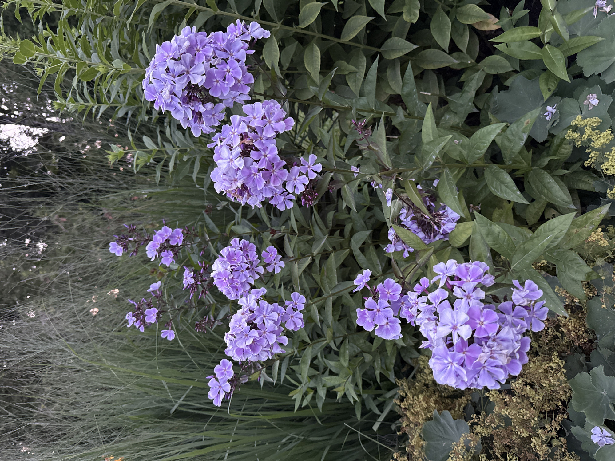 A cluster of purple phlox flowers are in focus in the foreground, set against a backdrop of tall green grasses and other foliage in an outdoor setting. The lighting suggests it is either early morning or late evening, with soft, diffused light. The flowers are vibrant and numerous, with delicate petals forming dense clusters. The surrounding plants are lush and green, with some appearing dry and brown in places. The scene evokes a natural, garden-like environment.