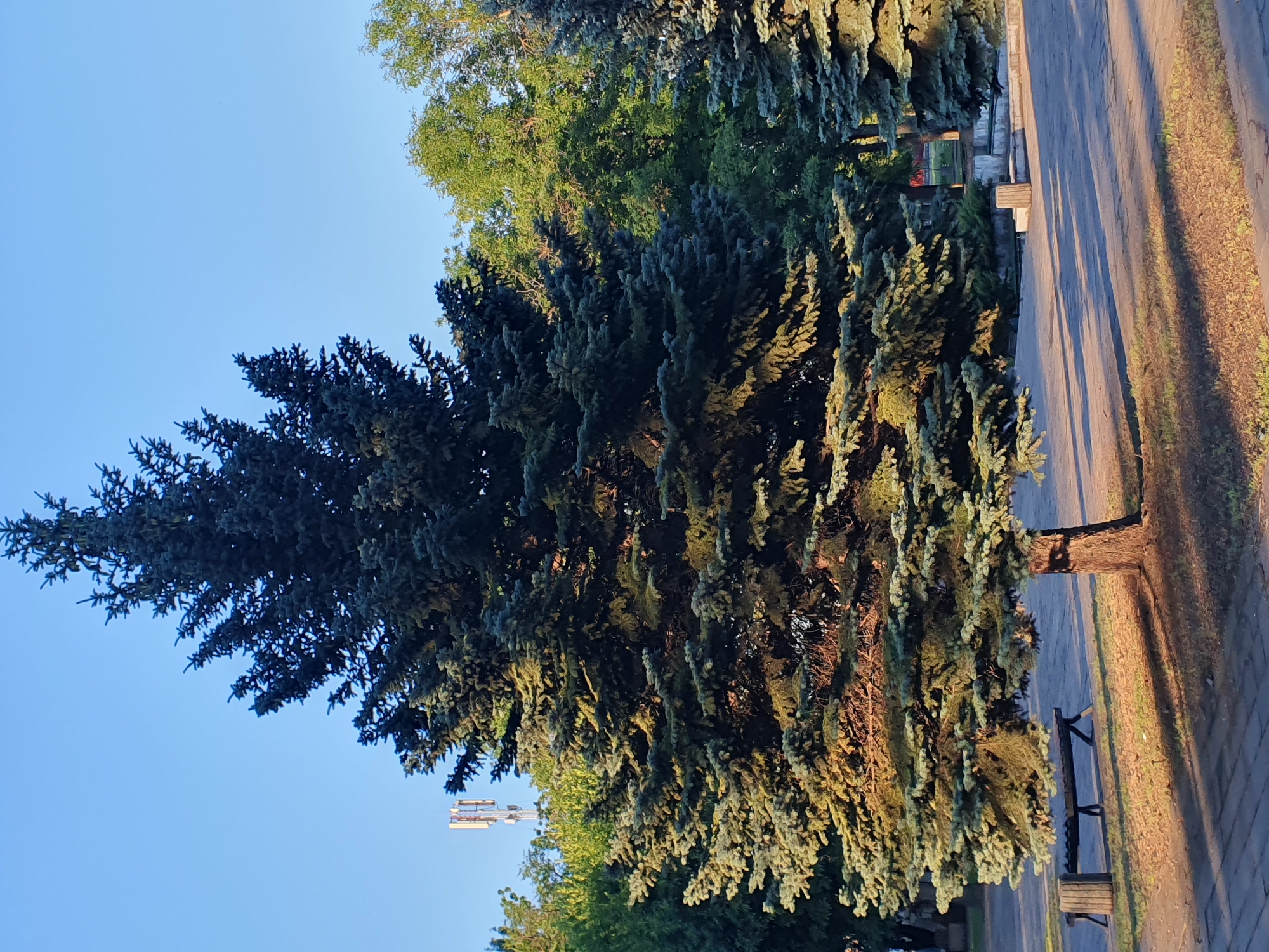 An outdoor, full shot depicts a large, dark blue-green conifer tree in the center of the frame. The tree is lush and full, with branches extending outwards and downwards. Sunlight illuminates the lower branches, creating a golden hue. Behind the conifer, other trees with lighter green foliage are visible, along with a light-colored cell tower in the distance to the left. The ground is paved with interlocking gray bricks in the foreground, transitioning to a grassy area with fallen leaves. Two dark, wooden park benches with metal supports are situated on the grassy area, one to the left of the conifer and another partially visible in the background to the right, next to a stone monument. The sky above is a clear, bright blue. The scene appears to be in a park or public outdoor space.