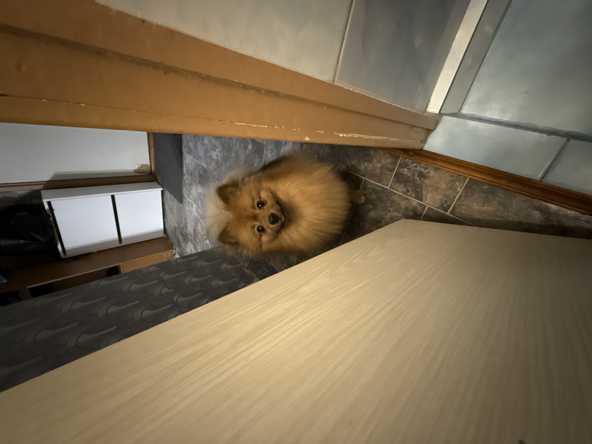 The image shows a Pomeranian dog looking up towards the camera from a lower vantage point. The dog is positioned on a gray, tiled floor, partially obscured by a light-colored wooden surface. Behind the dog is a gray wall and a white cabinet unit. The top of the frame is defined by a brown door frame and white tiled wall.
I have no information regarding the location in the city of Khimki, Russia.