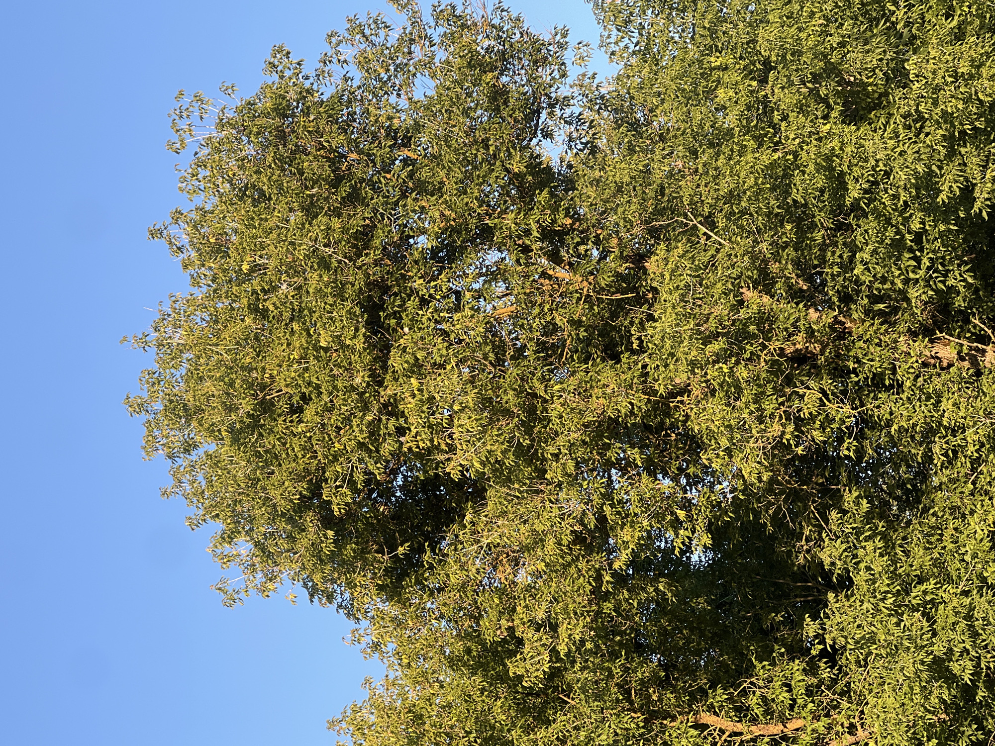 A dense, leafy tree with vibrant green foliage dominates the center of the frame, its branches reaching upwards towards a clear, bright blue sky. The tree is illuminated by natural sunlight, which casts a warm glow on its leaves, highlighting the intricate network of its branches and the varied textures of its canopy. The lower portion of the image is filled with the lush greenery of the tree, with hints of other trees or foliage visible at the edges. The scene appears to be an outdoor natural environment, likely in a park or wooded area. The precise location in the city of Iksha, Russia cannot be determined from the visual information provided.