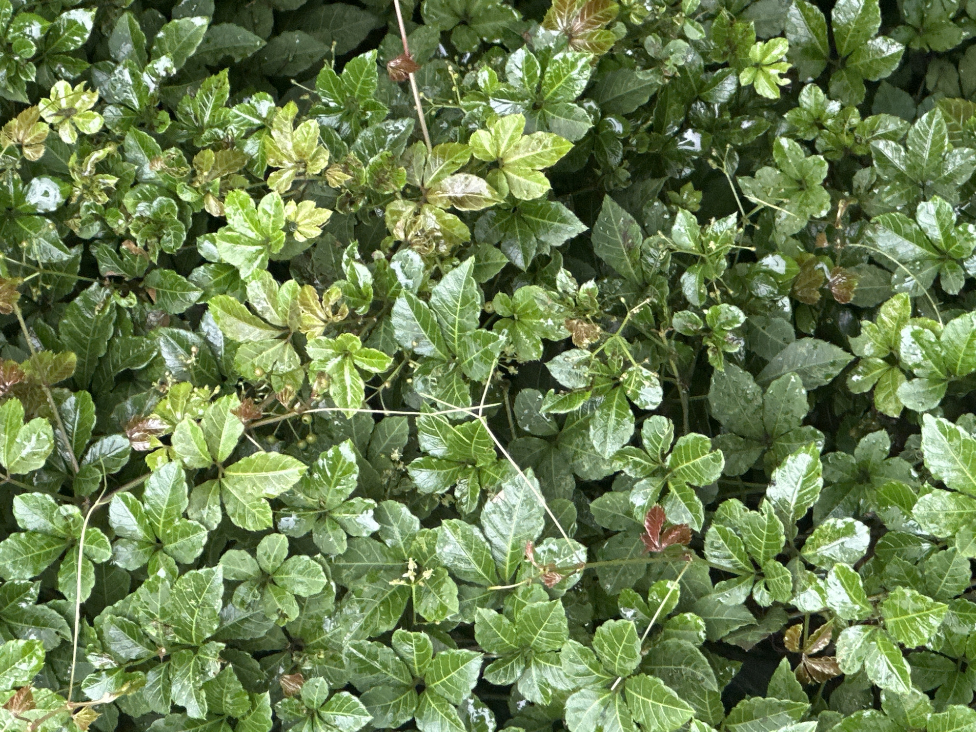 The image is a close-up, overhead view of a dense wall of green leaves, likely a climbing vine. The leaves are varied in color, ranging from deep green to lighter, almost yellow-green hues, with some showing reddish-brown tips. Many of the leaves are wet, giving them a glossy sheen, suggesting recent rainfall or dew. The texture of the leaves appears somewhat waxy and veined. There are thin, tendril-like stems and some tiny, light-colored flowers or buds scattered throughout the foliage. The overall impression is of lush, overgrown vegetation. The image does not provide any visual cues to indicate its specific location within Haini, India, or any other details about people, objects, actions, or interactions.