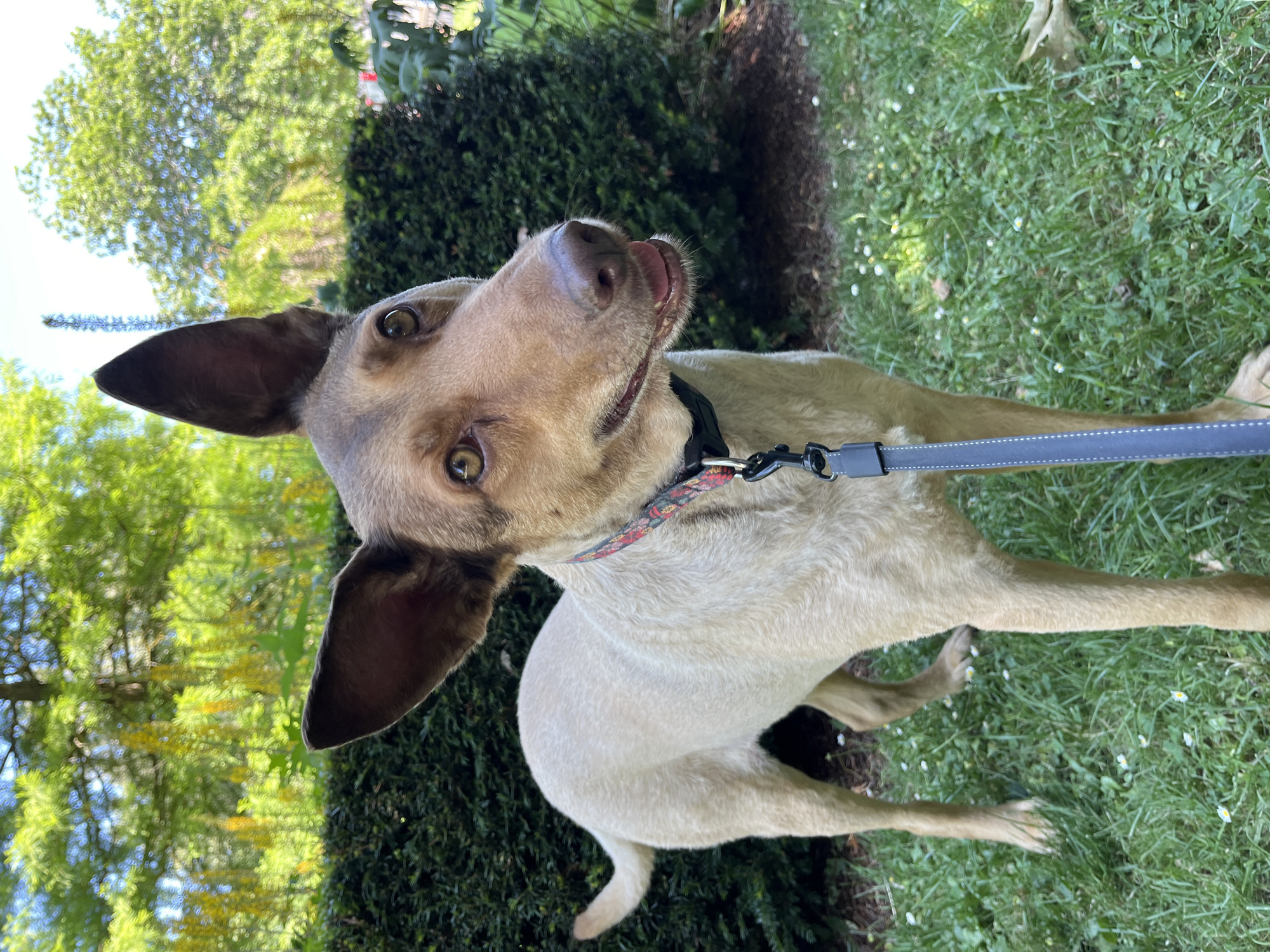 A tan dog with large, upright ears stands on a grassy area. The dog is wearing a colorful collar and a leash. Behind the dog is a dense green hedge. Further in the background, green trees and yellow flowers are visible. The scene appears to be outdoors on a sunny day. The dog's gaze is directed towards the right of the frame, and its mouth is slightly open, suggesting it is panting or relaxed. This image was taken in Saint-Vith, Belgium.
