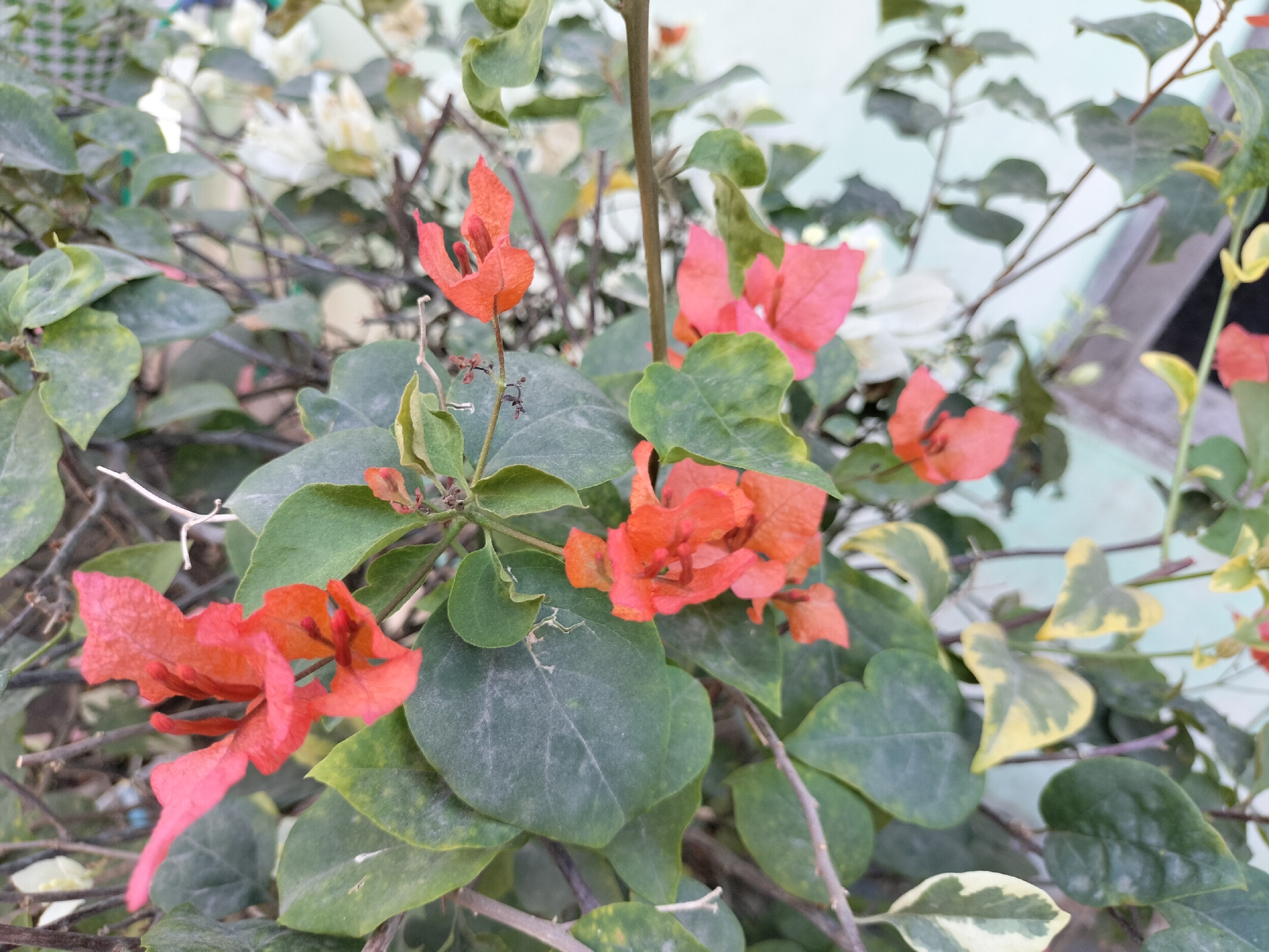 The image is a close-up, eye-level shot of a flowering bougainvillea plant. The plant has numerous vibrant orange and pink bracts, with some white bracts visible in the background. The leaves are predominantly green, with some variegation of yellow and white. The plant is situated outdoors, with a light blue wall and a blurred suggestion of a wooden structure in the background. The scene appears to be in a garden or outdoor decorative setting. No people are present in the image. The lighting is natural, suggesting daytime. The image was taken in Karang Indah, Indonesia.