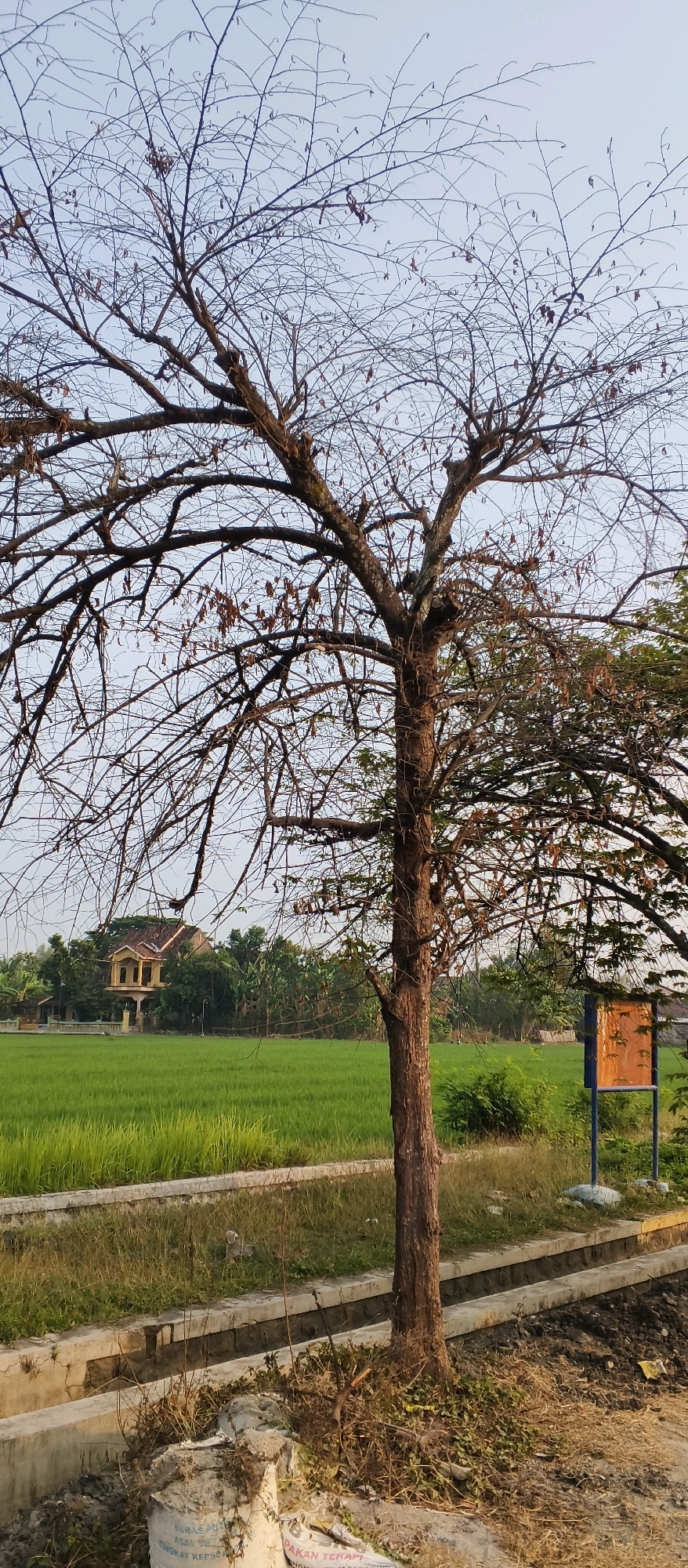 The image shows a bare tree in the foreground, with its branches reaching towards a pale sky. Behind the tree, a vibrant green rice field stretches across the landscape. In the middle ground, a traditional house with a yellowish-orange roof and balconies stands amidst lush vegetation. To the right of the field, a blue signpost with an orange notice board is visible. The scene is set in Japanan, Indonesia, a location characterized by its agricultural landscapes and rural architecture. The overall impression is one of natural beauty and tranquility, with the bare tree offering a stark contrast to the verdant surroundings.