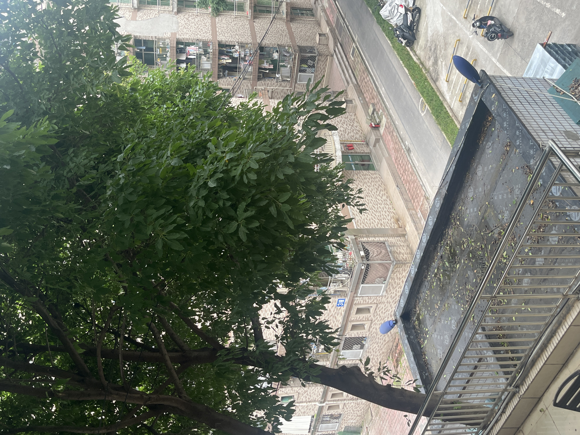 The image, taken from an elevated viewpoint, showcases an urban scene in what appears to be Yuzhong District, China. A dense, leafy green tree dominates the left side, with its branches extending into the frame, partially obscuring the background.
The scene looks down onto a narrow, paved street or alleyway that runs horizontally across the middle ground. A small grassy median separates the street from a paved parking area where several motorbikes or scooters, some covered, are parked. Yellow parking bollards are also visible on this paved surface.
Beyond the street, multi-story residential buildings with light-colored, patterned brick facades are prominent. These buildings feature numerous windows, many of which are fitted with security bars or cages. Laundry can be seen hanging from windows and balconies on several floors, suggesting everyday residential life. Utility wires crisscross between the buildings.
In the foreground, on the right side, there is a dark, flat roof or awning with a silver metal railing, likely part of a balcony or an extended building structure. Dried leaves are scattered across its surface. A distinctive blue, elongated object, possibly a light fixture or decorative element, rests on this roof.
The lighting is soft and diffused, indicating an overcast day or perhaps early morning/late afternoon. No people are explicitly visible in the frame.
Visible text includes repeating white Chinese characters "防水" (fángshuǐ, meaning "waterproof") along with numbers like "6521798" and "88" on the dark foreground roof, suggesting product information for the roofing material. A blue sign with white text, possibly "8C," is visible on one of the residential buildings.