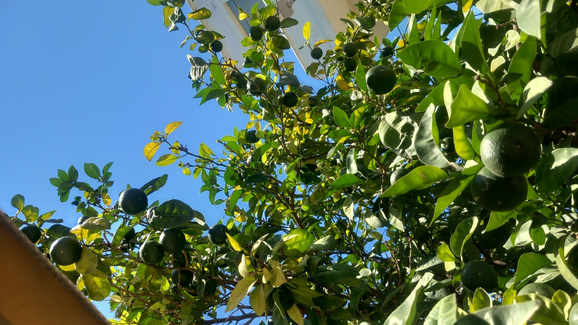 This is a close-up, low-angle, outdoor photograph of a citrus tree with green fruit and leaves, set against a bright blue sky. The tree's branches are laden with many green citrus fruits, some of which are round and smooth, while others appear slightly bumpy. Lush green leaves, some tinged with yellow, are abundant throughout the branches, creating a dense canopy. The top left of the image shows a glimpse of a textured, possibly wooden, surface, potentially part of a balcony or pergola. To the right, the edge of a white building with a light blue trim is visible. The scene is likely located in Kos, Greece, given the common presence of citrus trees and the architectural style of the building. No people or animals are visible in the image, and no specific actions are depicted. The overall environment suggests a sunny, Mediterranean climate.