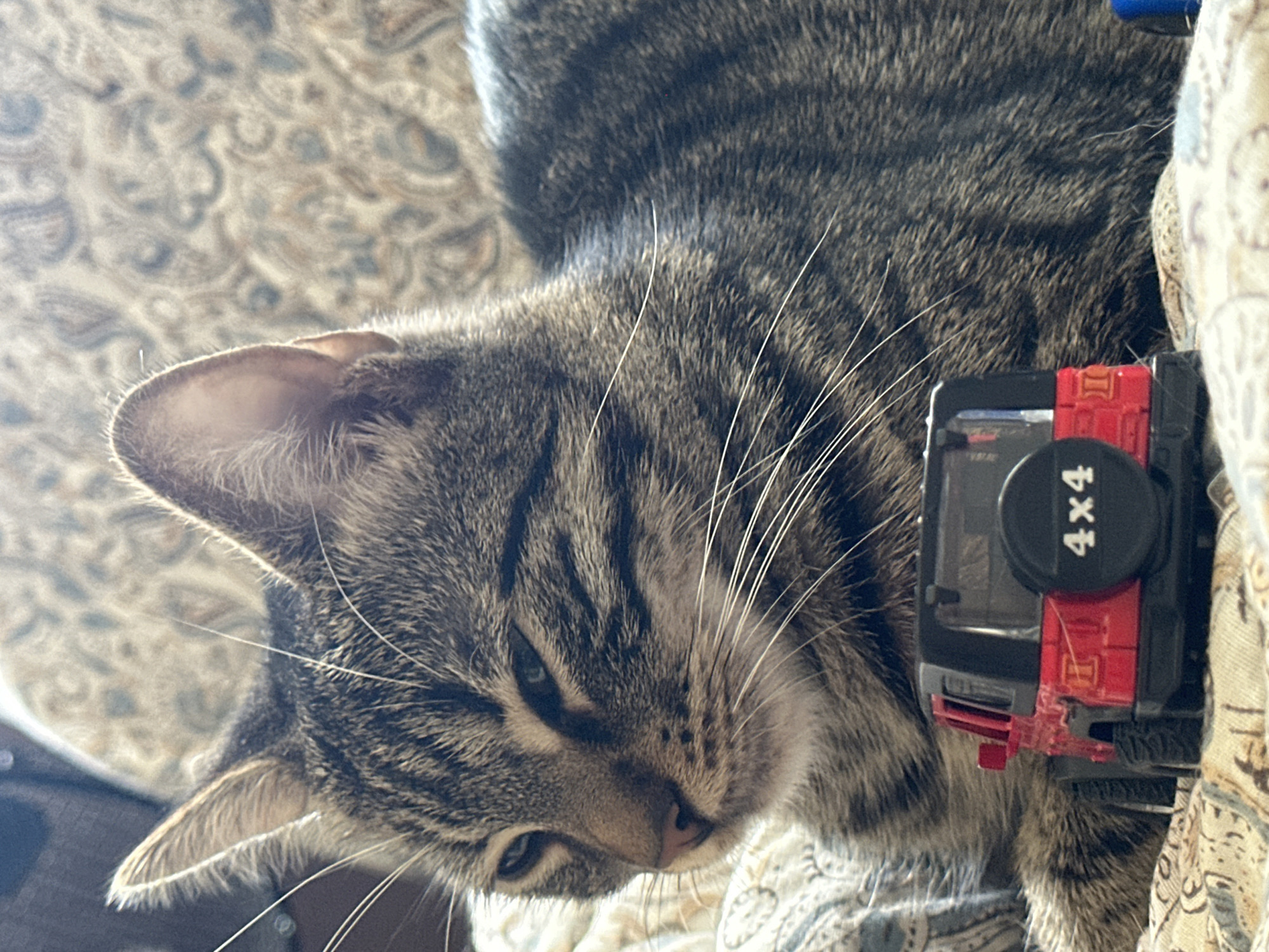 A tabby cat is lying on a patterned surface, with a toy red Jeep in front of it. The cat is mostly gray and black, with white whiskers. The toy Jeep is red with black accents and has "4x4" printed on its spare tire. The background is out of focus, showing a patterned fabric. The image appears to be taken indoors, possibly in a home. There is no indication of the location in Sofia, Bulgaria.