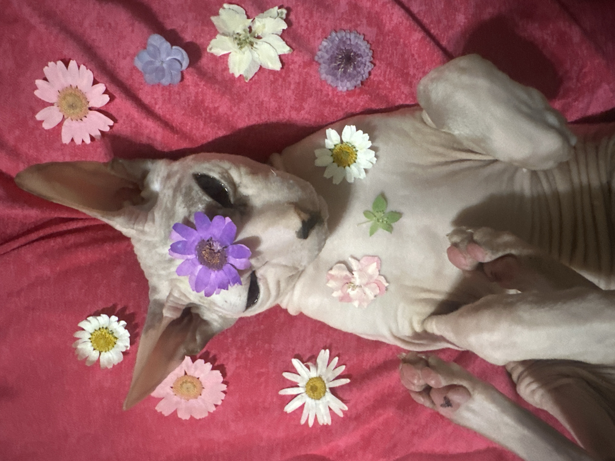 A light-skinned Sphynx cat is lying on its back on a bright pink, textured fabric. The cat is adorned with several dried flowers. A purple flower is positioned on its forehead, and a small pink flower is placed on its chest. Additional flowers, in various colors and shapes including white, pink, and purple, are scattered around the cat on the pink fabric. The cat's paws and ears are visible, and its eyes are partially open. The overall impression is that of a posed portrait of the cat with floral decorations. No location in Togliatti, Russia is depicted.