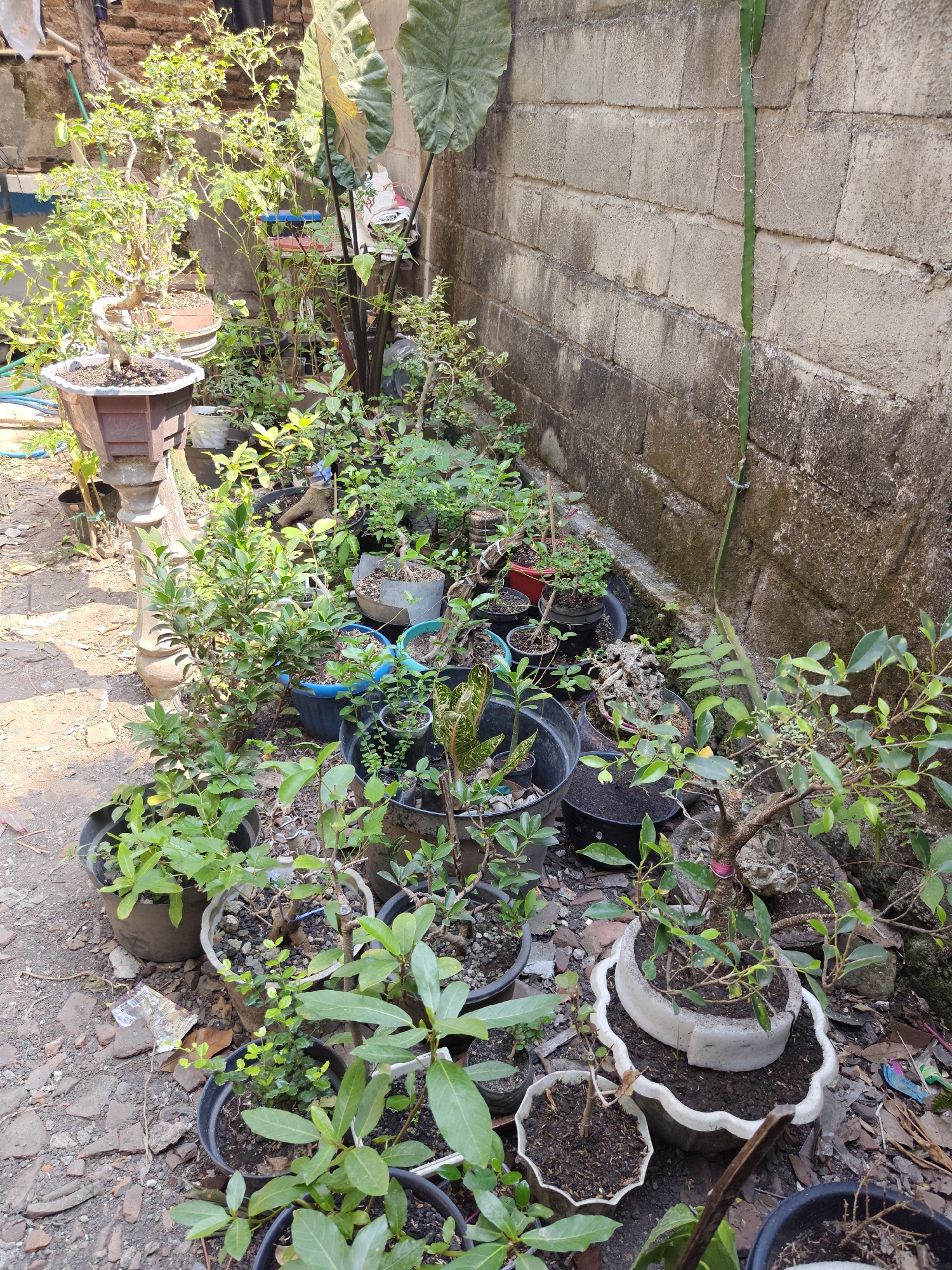 In the city of Gumulan, Indonesia, a collection of potted plants is arranged against a textured, weathered brick wall. The plants vary in size and type, some appearing to be bonsai specimens with gnarled trunks and meticulously shaped branches, while others are lush green bushes with broad leaves. They are housed in a diverse assortment of containers, including black plastic pots, blue ceramic pots, and decorative brown planters. The ground around the pots is a mixture of soil, small stones, and scattered debris, indicating an outdoor, perhaps somewhat unkempt, setting. A tall, green, ribbed cactus-like plant is growing vertically along the brick wall, its delicate roots clinging to the surface. The scene suggests a dedicated plant enthusiast's collection, possibly a garden or a staging area for plant care and display.