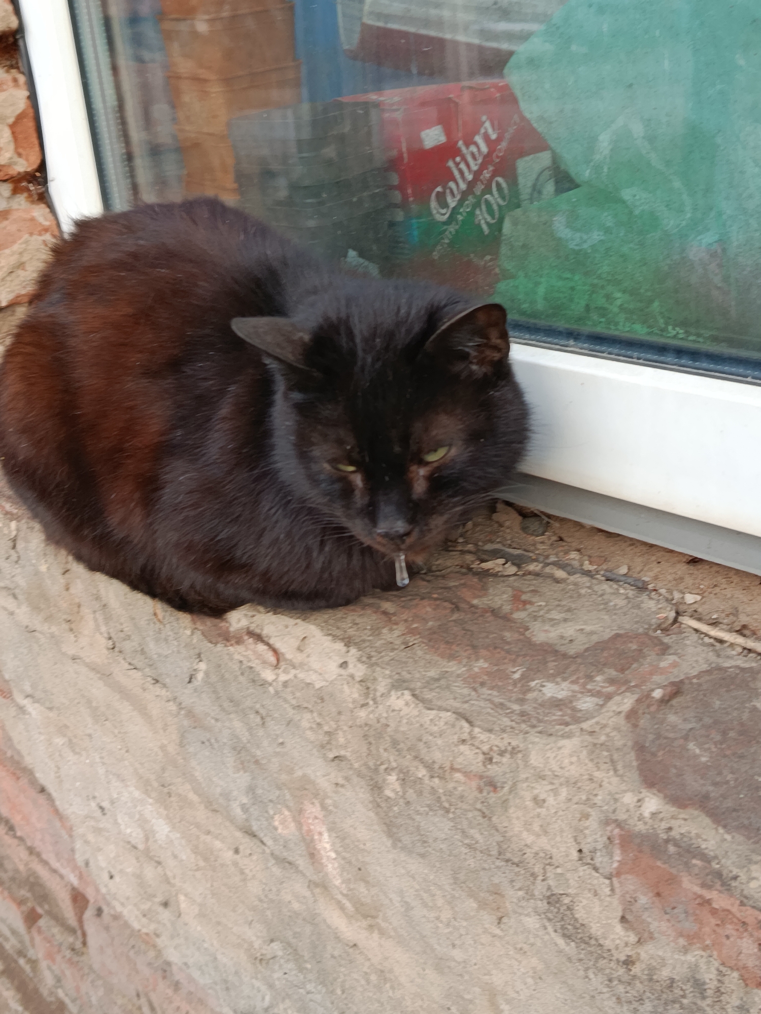 A black cat is prominently featured in a medium-shot image, resting on a weathered stone or concrete ledge next to a window. The cat's fur is dark black, appearing slightly matted or dusty in places, with faint hints of brown. Its eyes are a striking green, partially open and directed downwards. A single, clear drop of liquid, possibly saliva, hangs from its mouth, suggesting it might be unwell or very relaxed. The cat is curled up with its body facing right, and its head slightly lowered.
To the immediate left of the cat, a brick wall with rough, reddish-brown bricks is visible. The ledge itself is textured, showing signs of age and wear, with dirt and small debris scattered on its surface.
Behind the cat, a window with a white frame is visible. The glass appears somewhat dirty or fogged, reflecting and partially obscuring the interior or objects behind it. Through the window, a red rectangular box is clearly seen in the background. White text on this box reads "Colibri", "DESINFECTANT PARA CONTACTO", and "100". To the right of the red box and further in the background, a blurred green object is also visible through the window.
The natural lighting suggests it is daytime. The scene conveys an outdoor setting, likely the window sill of a building in Фоки, Russia, with a rustic or aged architectural style indicated by the brickwork and weathered ledge. The cat's expression and the visible drool lend a sense of a tired or potentially ailing animal.
