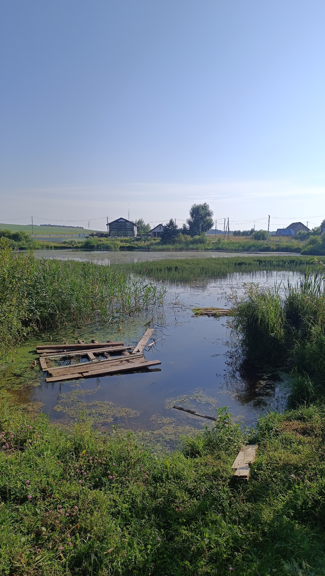 This is a wide-angle, vertical, outdoor photograph taken during the day under a clear blue sky. The scene depicts a tranquil rural landscape dominated by a calm body of water, likely a pond or small lake. In the foreground, lush green grass, interspersed with small pink wildflowers, borders the water's edge. Partially submerged in the water on the left side of the frame is a weathered, wooden structure, possibly a makeshift raft or dock, constructed from planks. The water itself is partially covered with green algae or duckweed, and reeds and other aquatic vegetation grow abundantly along the banks and in patches across the surface. In the middle ground, a line of trees and bushes separates the water from a few scattered buildings, characteristic of a small village or hamlet. These structures appear to be houses, with some having visible roofs and windows. A few utility poles with power lines are also present in the distance, suggesting the presence of infrastructure. The overall atmosphere is serene and suggests a quiet, rural setting. There are no people or animals visible in the image. The location is identified as the city of Karsha, Russia.