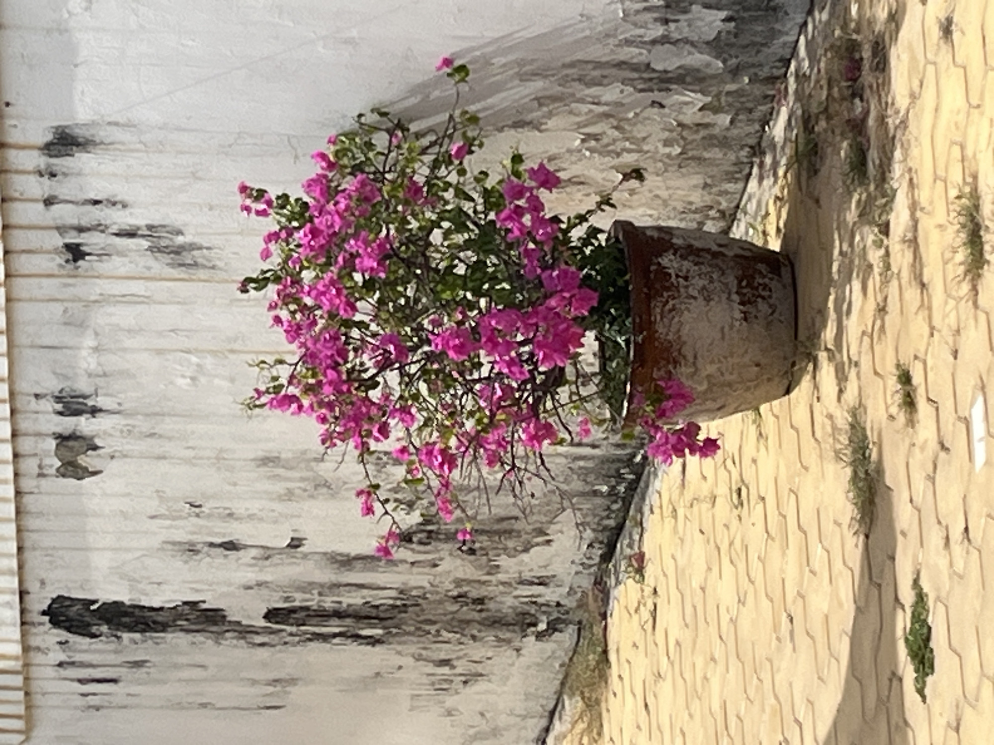 A potted bougainvillea plant with bright pink flowers sits on a yellow hexagonal paver patio. The plant is in a weathered, dark brown pot, which shows signs of age and exposure. Behind the plant is a white, textured wall with significant black staining and peeling paint, giving it a distressed appearance. The wall appears to be part of an outdoor structure. The scene is illuminated by natural light, casting shadows on the ground. The location is identified as Phu Thuy Ward, Vietnam. There are no people or animals visible in the image.