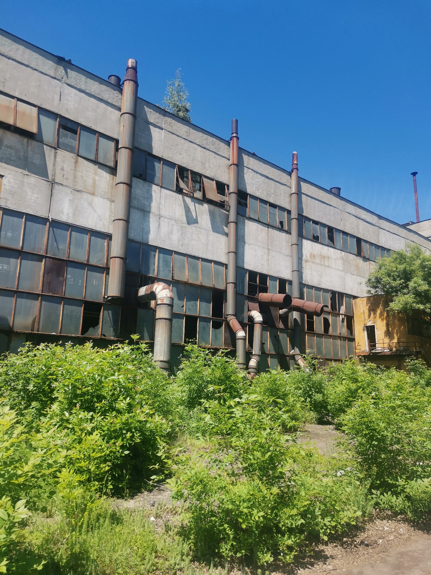 An abandoned industrial building under a clear blue sky. The building is constructed of concrete panels and features a row of large, rectangular windows, many of which are broken or missing. Rust-colored metal pipes run vertically along the exterior wall and horizontally above some of the windows. Lush green vegetation covers the foreground, obscuring the base of the building. A small, yellow annex with an open doorway is visible to the right of the main structure. The image is devoid of people. The location is Zhivkovo, Bulgaria.