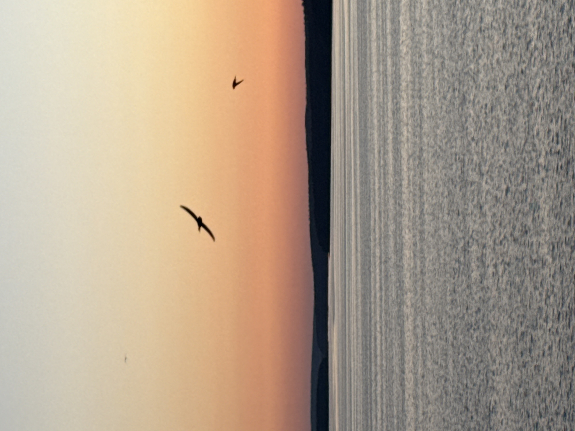 A silhouetted bird is captured in mid-flight against a soft gradient of sky, transitioning from a pale yellow at the top to a warm orange near the horizon. Another smaller bird is visible further to the right, also in silhouette. Below the sky, a dark, undulating silhouette of a distant treeline or hills runs across the frame. The foreground is dominated by a calm body of water, reflecting the sky with subtle ripples and horizontal lines of light. The overall scene depicts a tranquil natural landscape, possibly at dusk or dawn. The image is identified as being in Votkinsk, Russia.