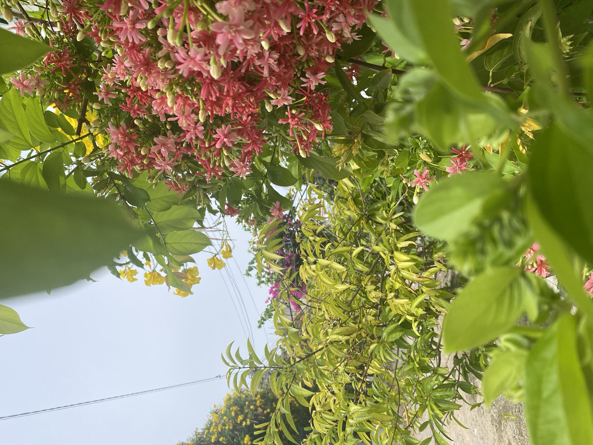 The image captures an upward view of lush vegetation, likely in Mũi Né, Vietnam, although there are no specific city landmarks visible. In the upper portion of the frame, clusters of pink and red Rangoon Creeper flowers (Combretum indicum) are prominently displayed against a background of green leaves. The middle section features green and yellow foliage, seemingly from different plant species, intermingling with the Rangoon Creeper. In the lower part of the frame, there are blurred patches of yellow flowers. A grey sky is visible in the background. Power lines are present. The perspective suggests the photograph was taken looking upwards from the ground.