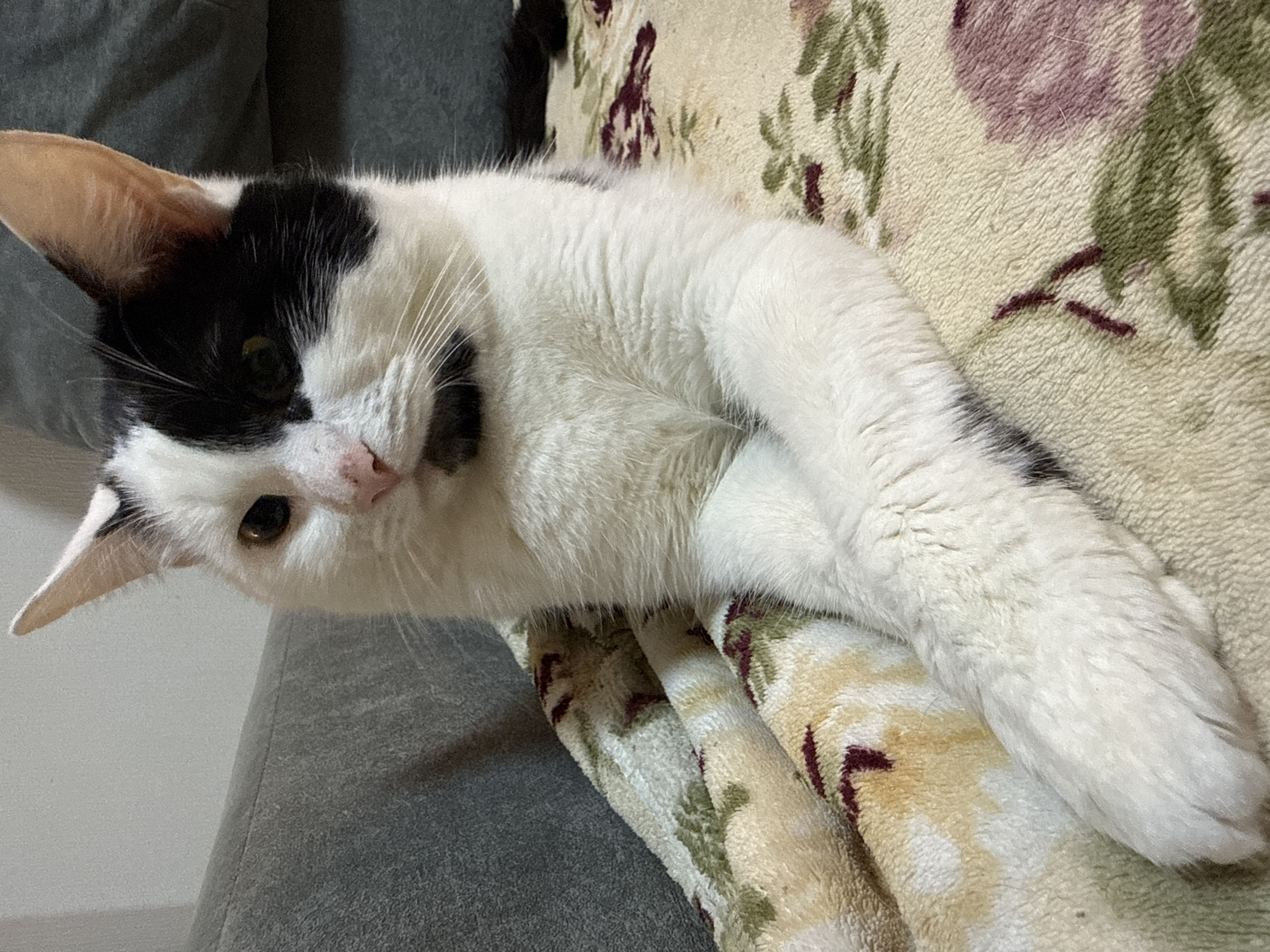 A black and white cat lies on a patterned blanket, partially on a gray surface, possibly a couch. The cat is facing left and has its head tilted towards the viewer. The location is not discernible from the image.