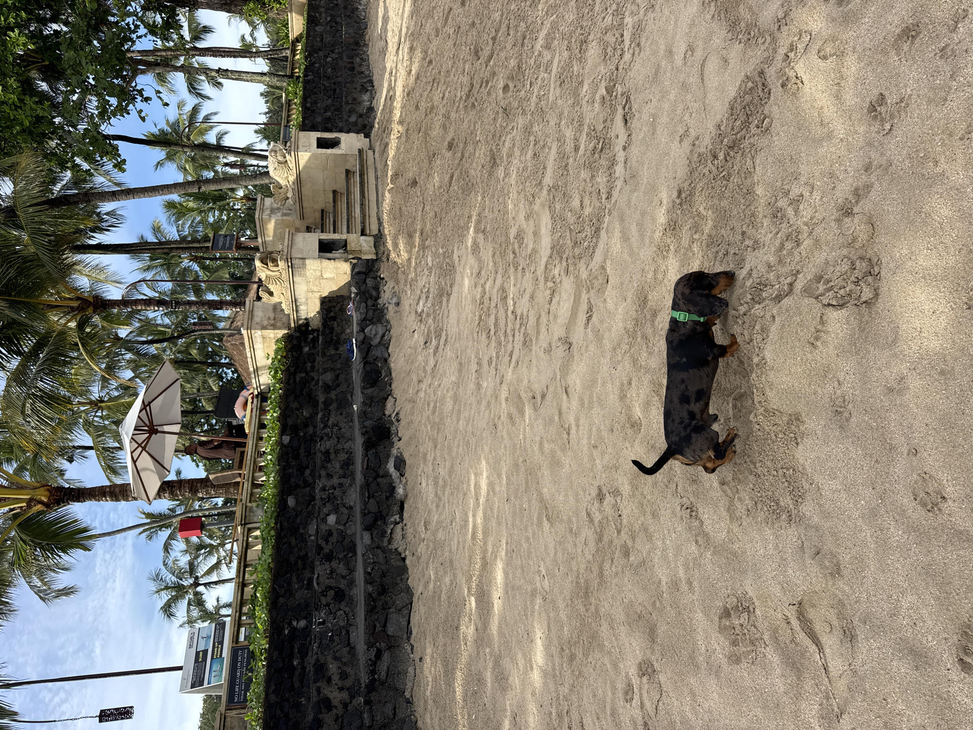 A dachshund with a green collar sniffs the sandy beach in Kuta Selatan, Indonesia. The beach is adjacent to a low, dark rock wall with tropical vegetation and palm trees behind it, including a lifeguard stand with a white umbrella.