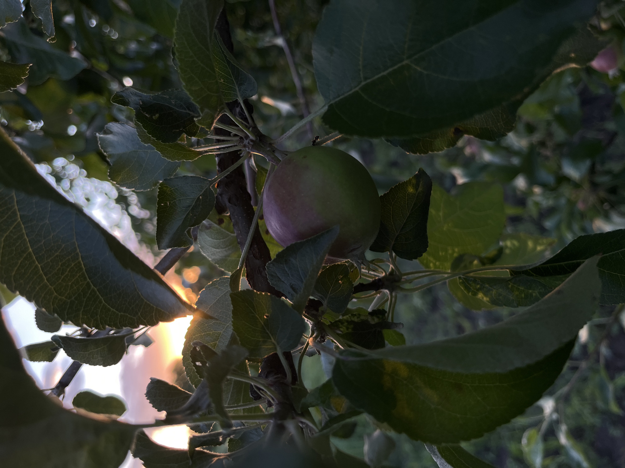 An extreme close-up, eye-level shot captures an apple branch against a dusky sky. The apple itself, located in the center-right of the frame, is partially illuminated by the setting sun. It has a rounded shape, transitioning from green at the bottom to a pinkish-red hue at the top. The branch is thick and dark, with smaller twigs branching off. Numerous dark green leaves, some with serrated edges and visible veins, surround the apple, creating a dappled effect as sunlight filters through them. The background is softly blurred, showing hints of more foliage and the glow of the sunset with streaks of pink and orange. There is no indication of location within a city.