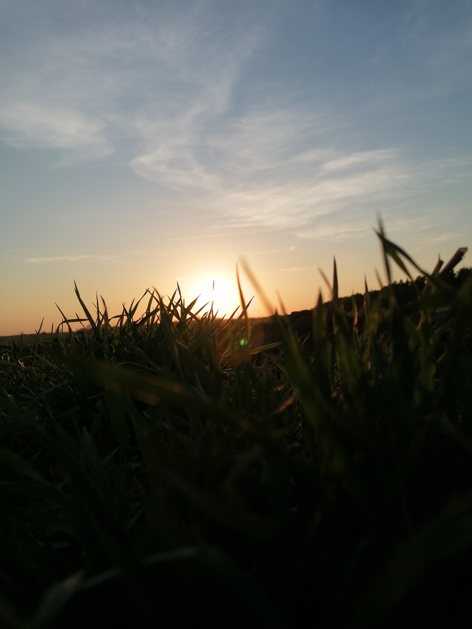 The image depicts a ground-level view of grass at sunset in an unknown city. The sky transitions from a light blue with scattered clouds at the top to a golden hue near the horizon where the sun is setting. The sun's glare is visible through the blades of grass, creating a lens flare effect. The grass in the foreground is dark, while the grass closer to the horizon is illuminated by the setting sun. A treeline is visible in the distance, silhouetted against the sunset.