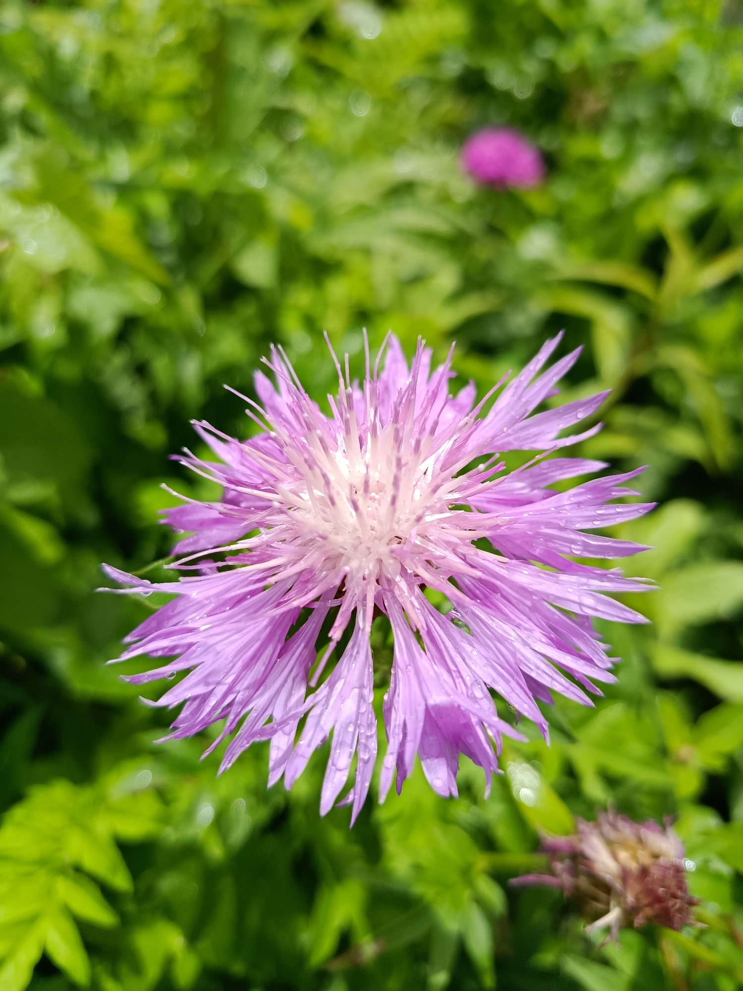 A close-up, eye-level, vertical shot features a single, large, light purple flower with delicate, spiky petals and a white center. The flower is in focus, with small water droplets visible on its petals, suggesting recent rain or dew. The background consists of out-of-focus green foliage, with a blurred pink flower visible in the upper right quadrant. The overall scene is one of natural beauty in an outdoor setting. Based on the information provided, this image could have been taken in the city of Верея, Russia.