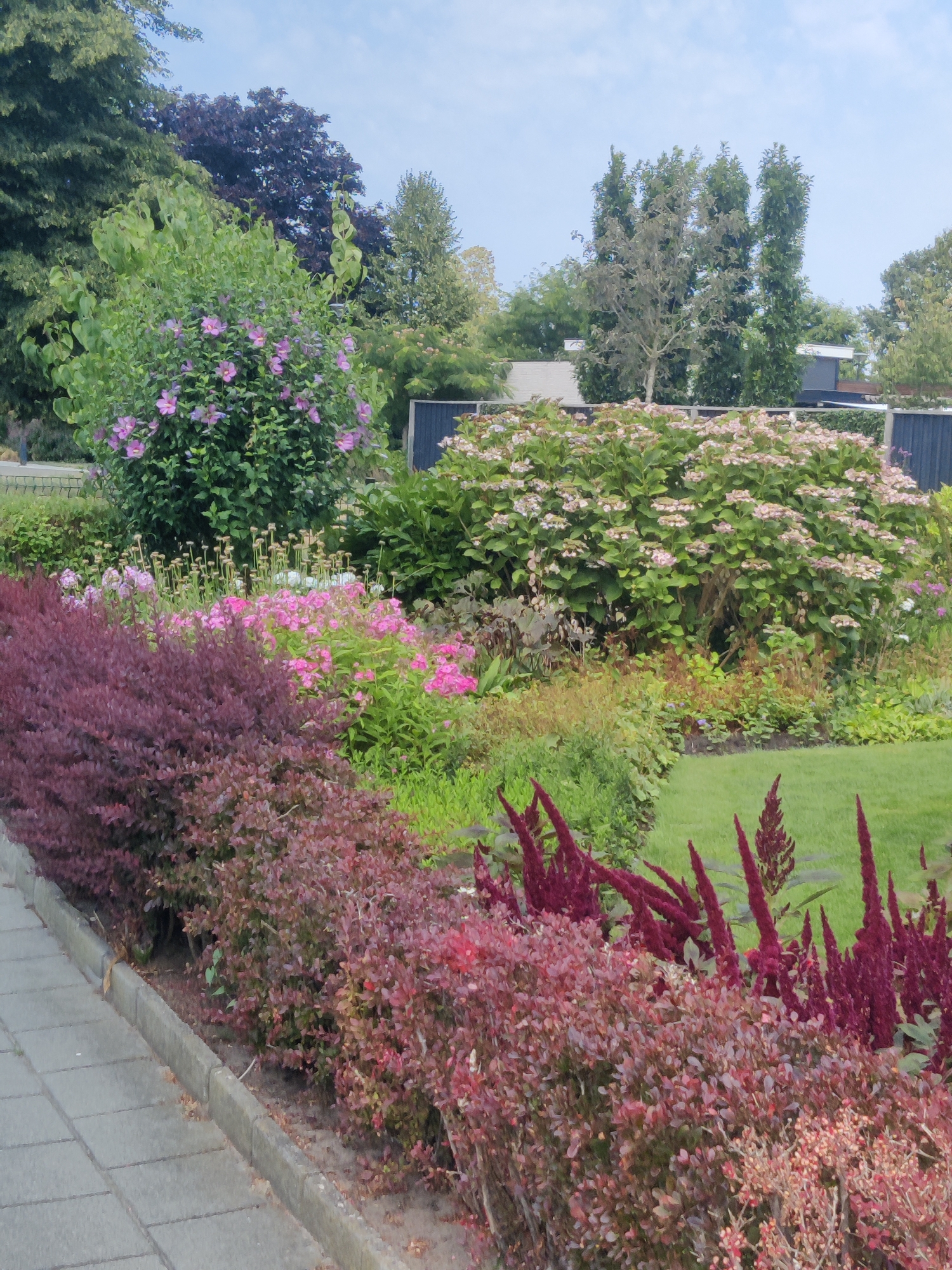 The image shows a lush garden with a variety of plants and flowers. In the foreground, there is a paved walkway with a bordering curb, flanked by a dense bed of dark red and purple shrubs. Behind these shrubs, a vibrant mix of pink and white flowers bloom, interspersed with green foliage. Further back, a large, bushy hydrangea plant with pale pink flowers is visible. The background features mature trees, some with dark foliage, and a glimpse of a building and fencing. The sky is clear blue with some scattered clouds. The scene suggests a well-maintained private garden, likely in a residential area. It is not possible to definitively identify the specific location in Winterswijk, Netherlands from the visual information alone.