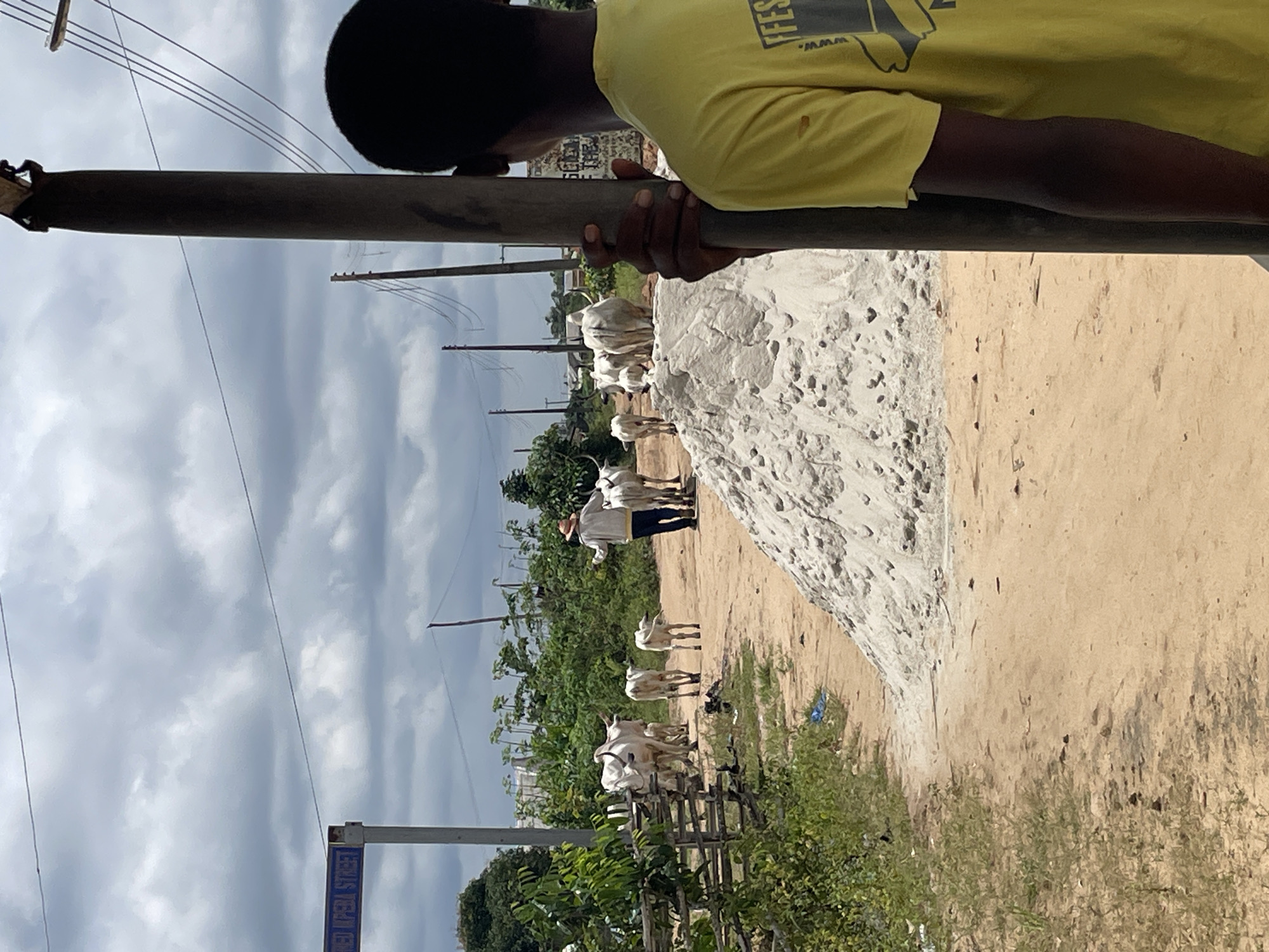 In the city of Iyafin, Nigeria, a person in a yellow t-shirt stands facing away from the camera, holding onto a vertical pole. In the background, a herd of zebu cattle is being herded by a person wearing a hat and a light-colored jacket. The cattle are white with long horns. A dirt road is visible, leading towards the cattle and the herder. To the left of the road, a wooden fence and vegetation are present. A pile of light-colored sand is situated on the right side of the road. The sky is cloudy. A street sign that reads "IBEN IPEN STREET" is visible in the upper left corner.