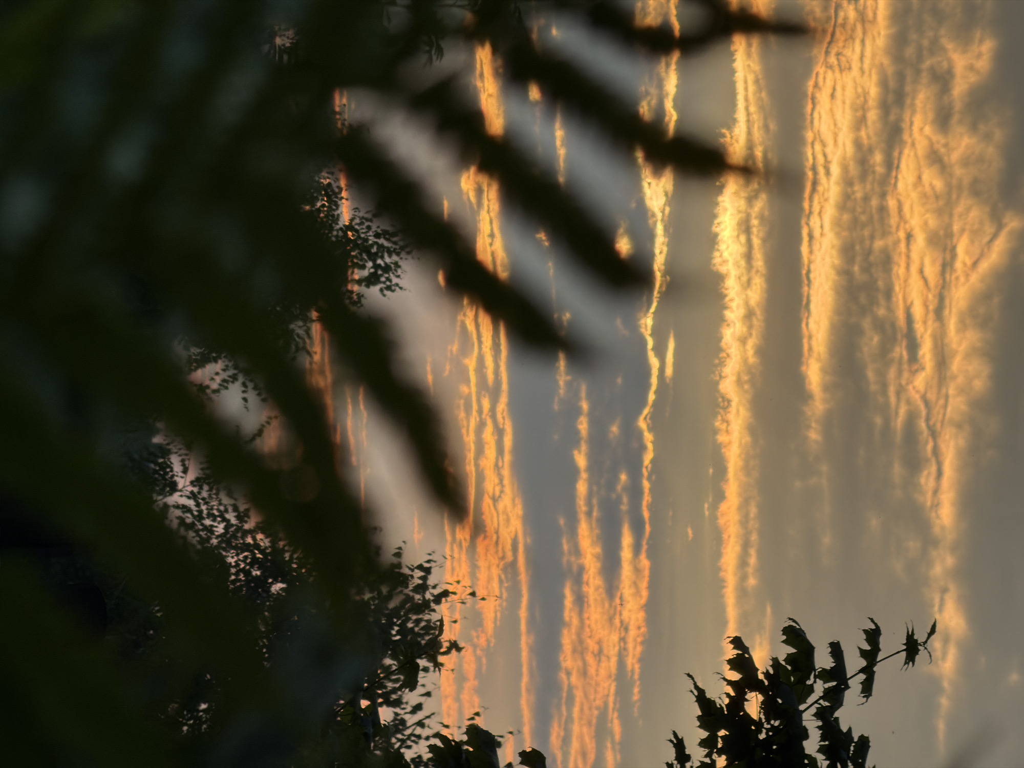 This media file depicts a sunset in Фоки, Russia. The sky is filled with dramatic, striated clouds painted in warm hues of orange and yellow, indicative of the golden hour. These vibrant cloud formations are the primary subject, stretched across the frame and catching the last rays of sunlight.
In the foreground, dark silhouettes of foliage and tree branches partially obscure the view of the sky. The leaves are blurred and out of focus, creating a natural frame that emphasizes the beauty of the sunset. The darkness of the foliage contrasts sharply with the luminous sky, adding depth and a sense of mystery to the scene.
The time of day is clearly sunset, with the warm, glowing light bathing the clouds. The weather appears to be clear, with the clouds being the only atmospheric elements of note, other than the implied presence of the sun setting. There are no people or distinct man-made objects visible in the image. The scene evokes a feeling of tranquility and awe, a common emotional response to a vibrant sunset. The location cues are limited to the provided context of Фоки, Russia. There is no visible text in the image.